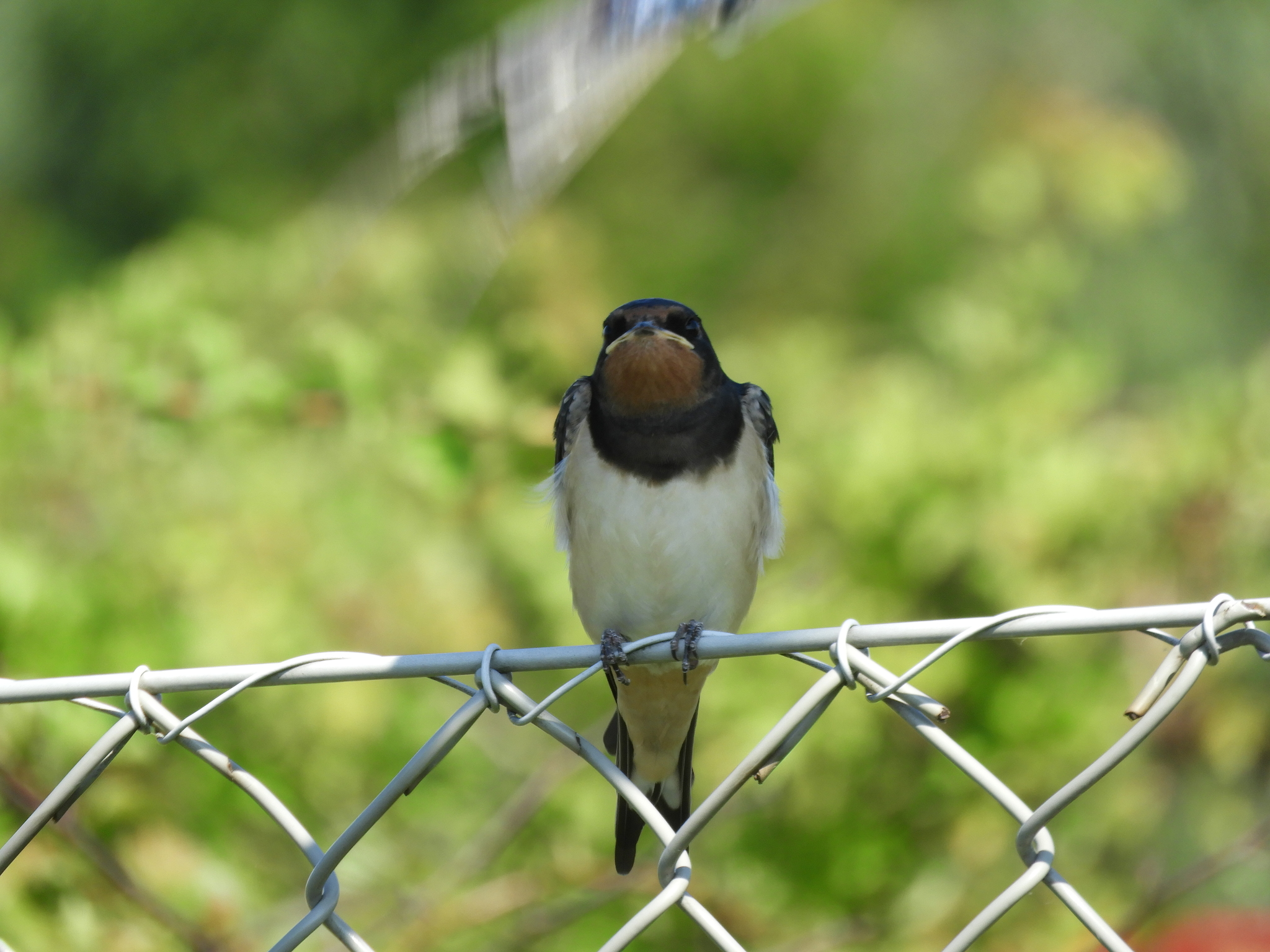 From the life of a chick swallow - My, Martin, Chick, Longpost