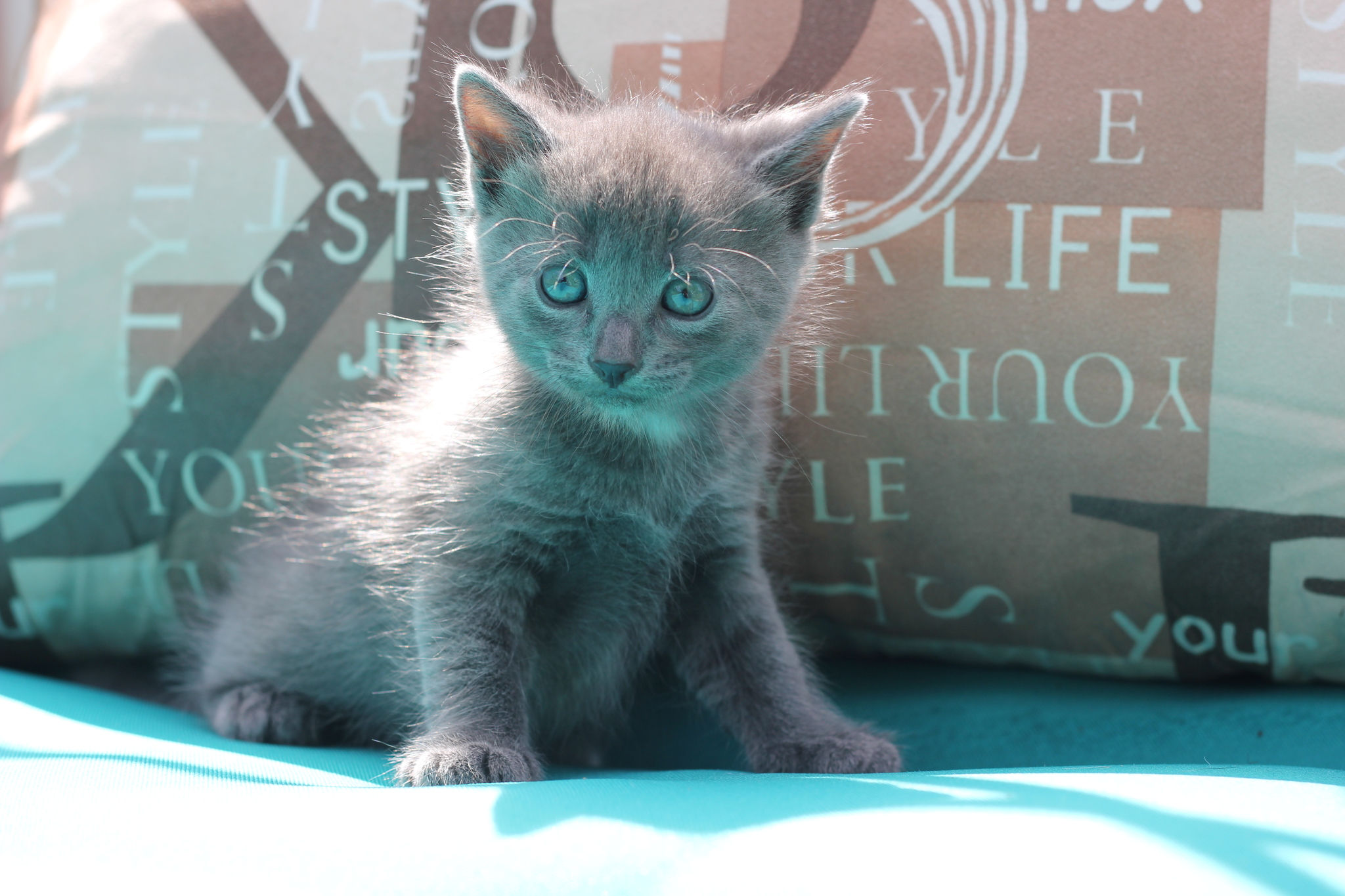 Kittens are looking for a home. Kursk city - My, Kittens, In good hands, Pets, Kursk, cat, Longpost, Black cat, No rating