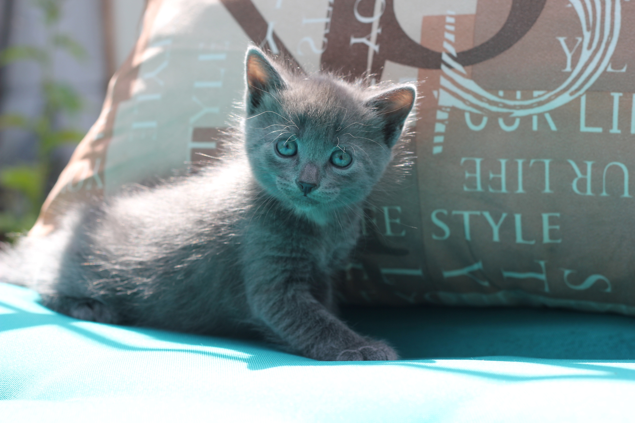 Kittens are looking for a home. Kursk city - My, Kittens, In good hands, Pets, Kursk, cat, Longpost, Black cat, No rating