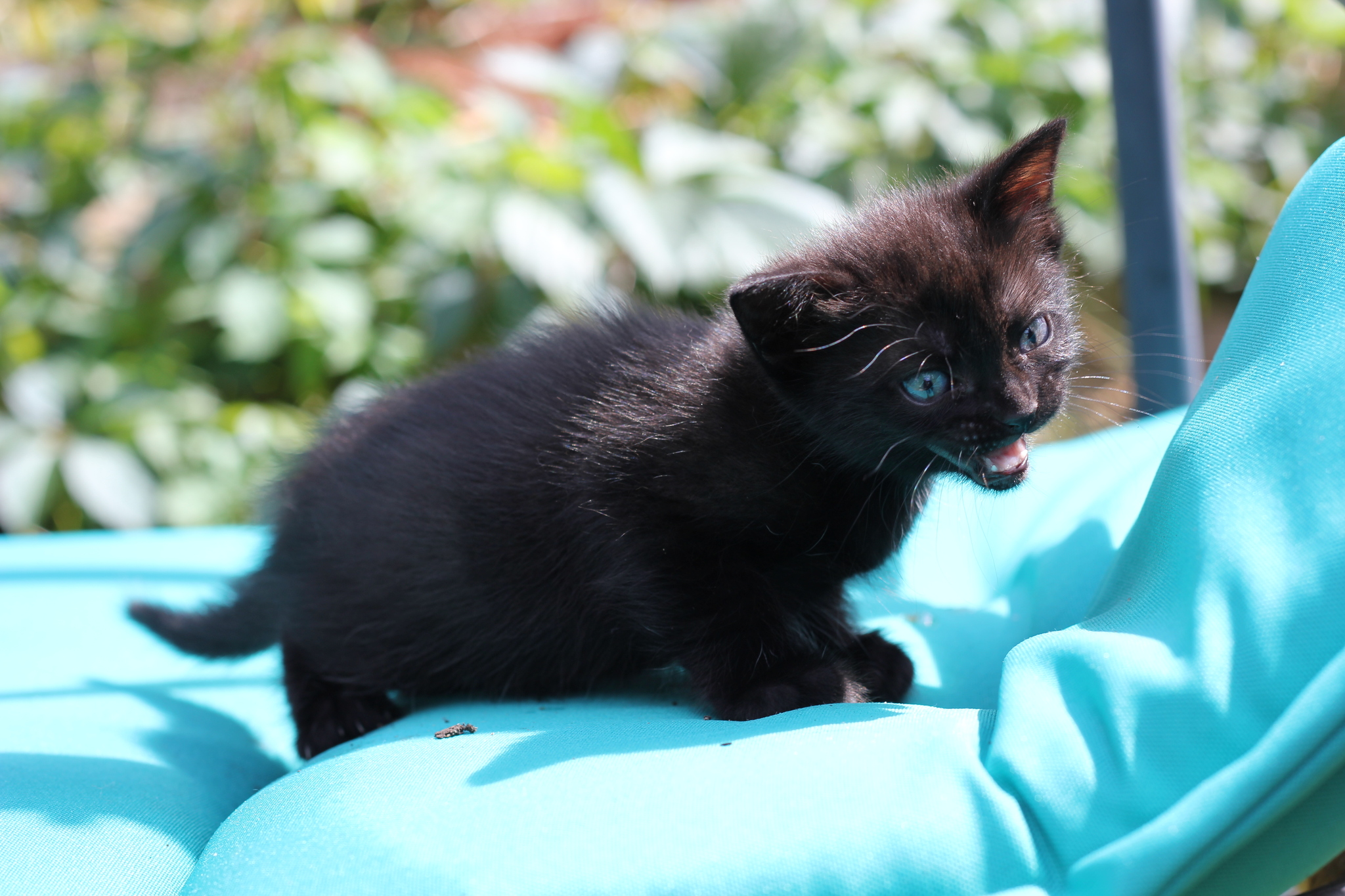 Kittens are looking for a home. Kursk city - My, Kittens, In good hands, Pets, Kursk, cat, Longpost, Black cat, No rating