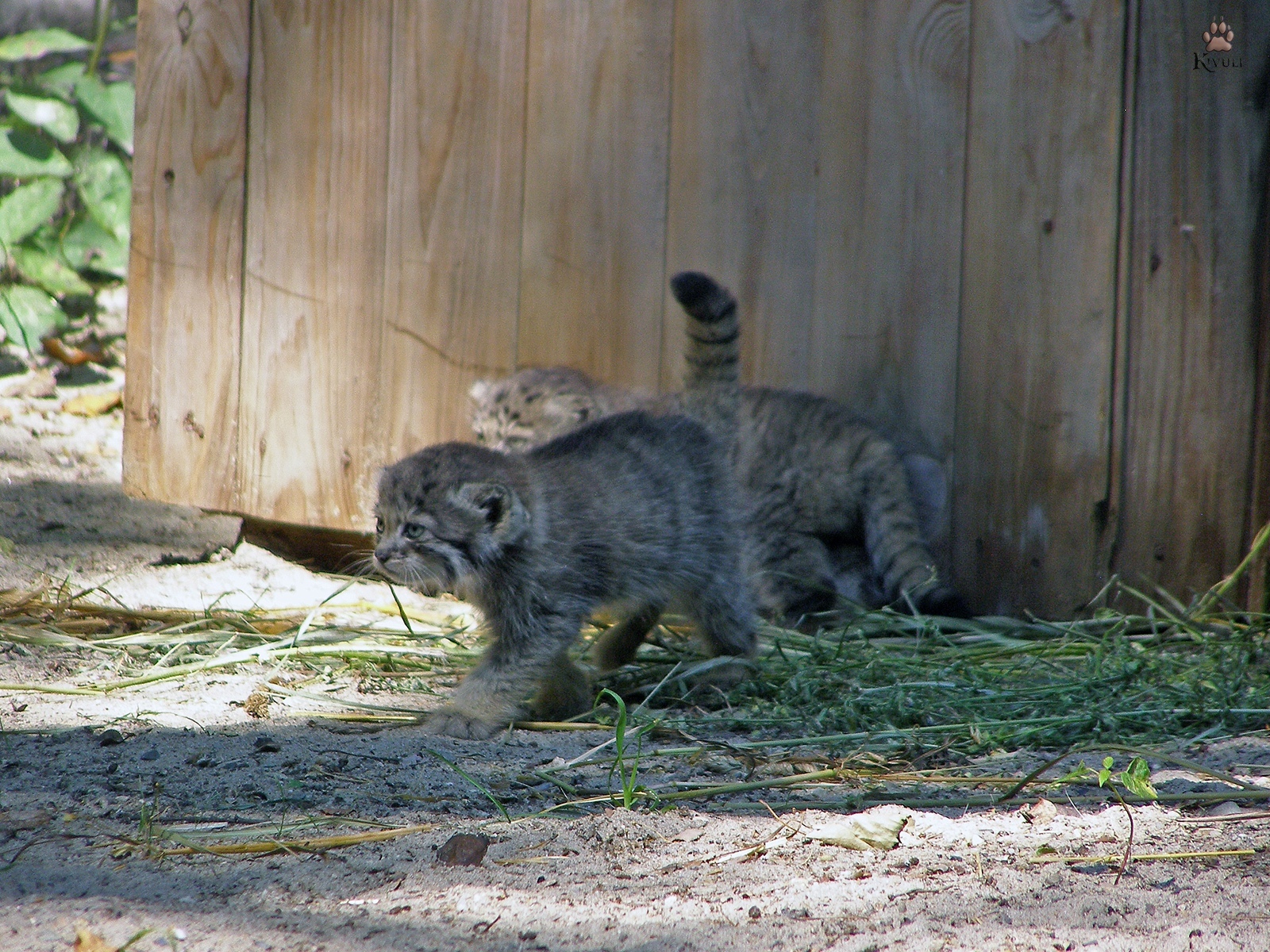 16 Pallas' cat cubs were born at the Novosibirsk Zoo - Pallas' cat, Kittens, Novosibirsk Zoo, Zoo, Animals, Longpost, Young, Milota