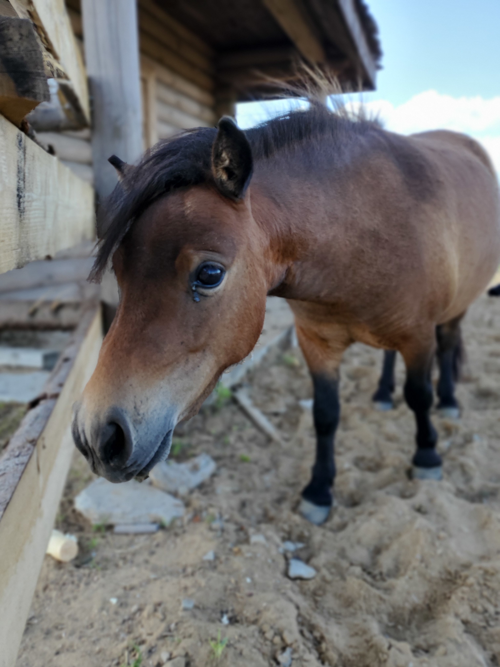 I'm a little horse - My, Pony, Horses, Sadness, Animals, Mobile photography, The photo