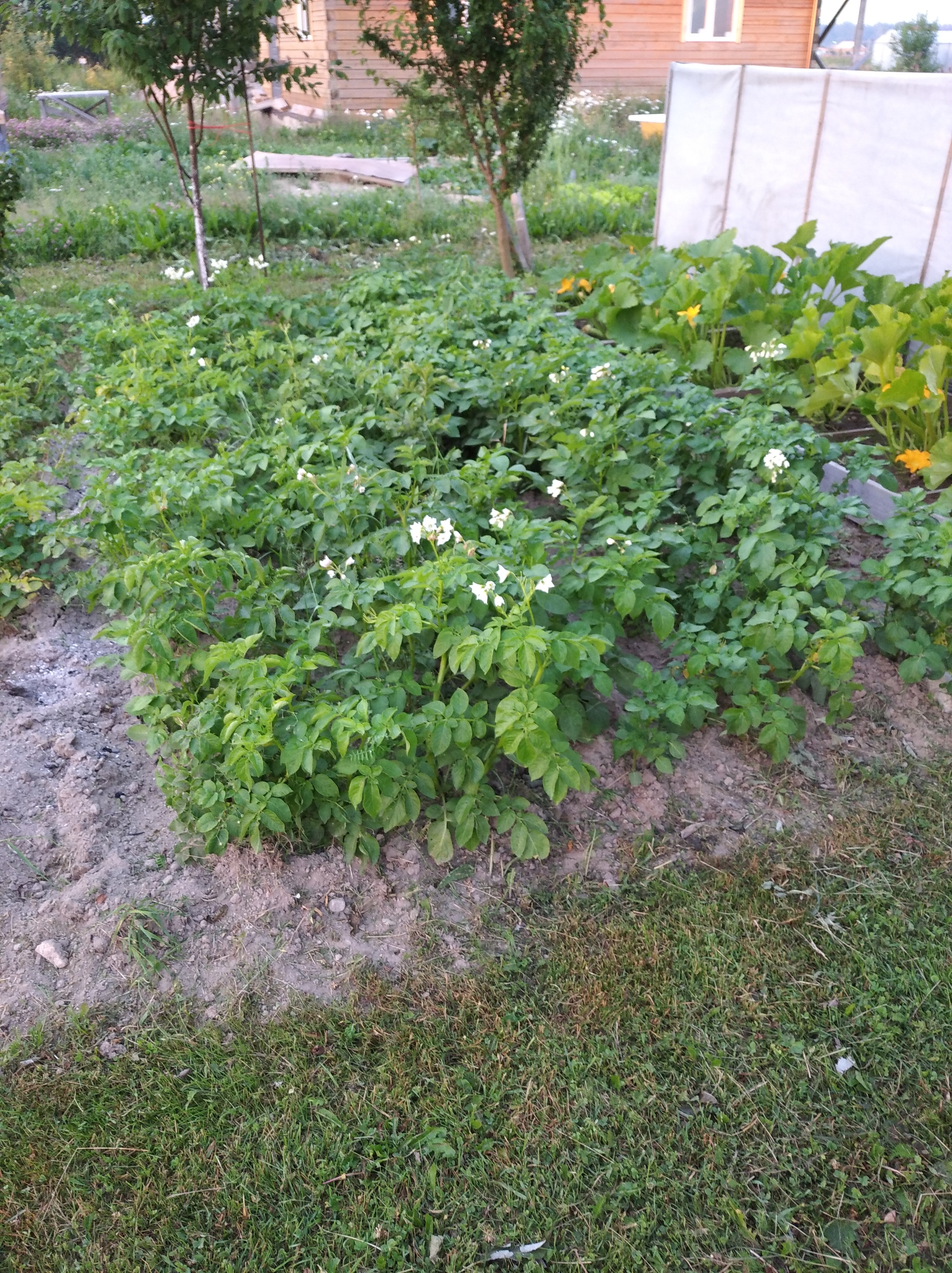 Country house - My, Dacha, Summer, Whisper, Good mood, Longpost