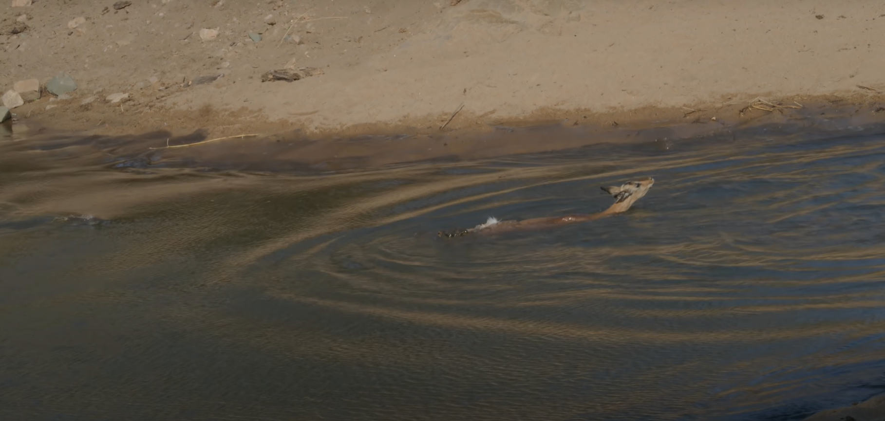 During the hunt for impala, the crocodile made three attempts, the last of which was successful - Crocodiles, Impala, Antelope, Kruger National Park, Hunting, wildlife, Wild animals, Waterhole, Video, Longpost