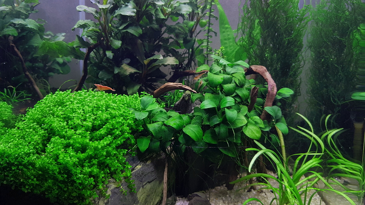 Aquarium without everything - My, Aquarium, Aquarium shrimp, Aquarium, Longpost