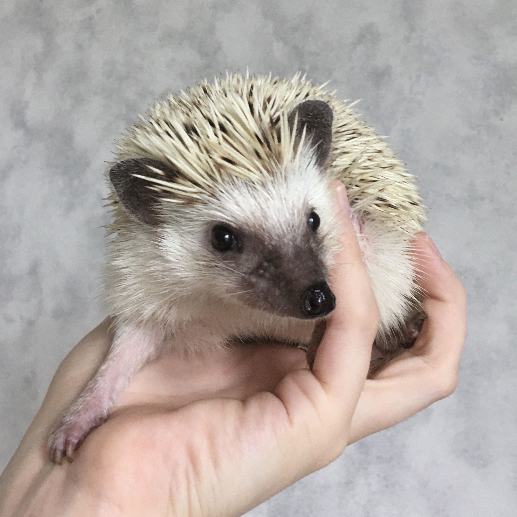 Variety of colors of African pygmy hedgehogs - My, African pygmy hedgehog, Hedgehog, Pets, Longpost