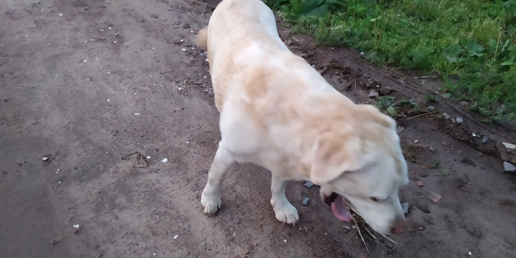 Labrador found in Leningrad region - Lost, Found a dog, Labrador, Leningrad region, Saint Petersburg, No rating, Longpost, Dog