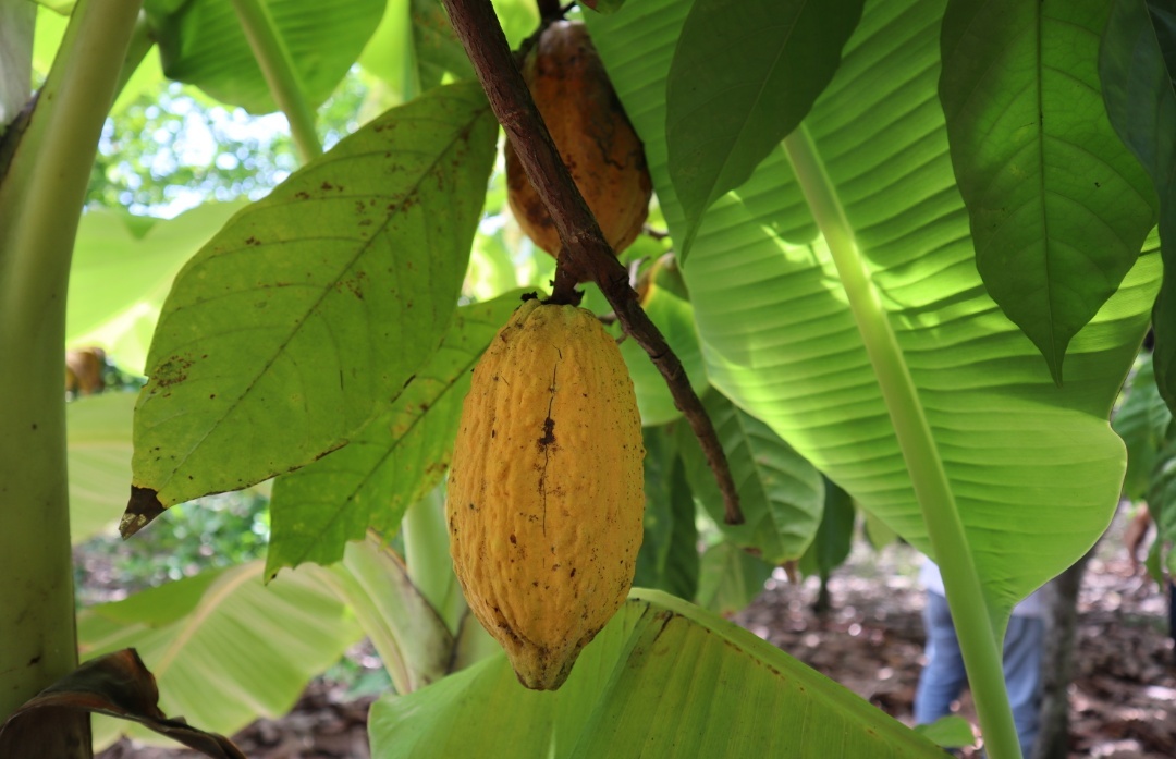 How cocoa grows - My, Cocoa, Chocolate, Travels, Longpost