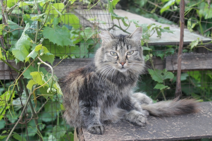 Life at the Kotoland home shelter 241 - My, cat, Shelter, Lipetsk, Shelter Cotoland, Kindness, Help, In good hands, Longpost