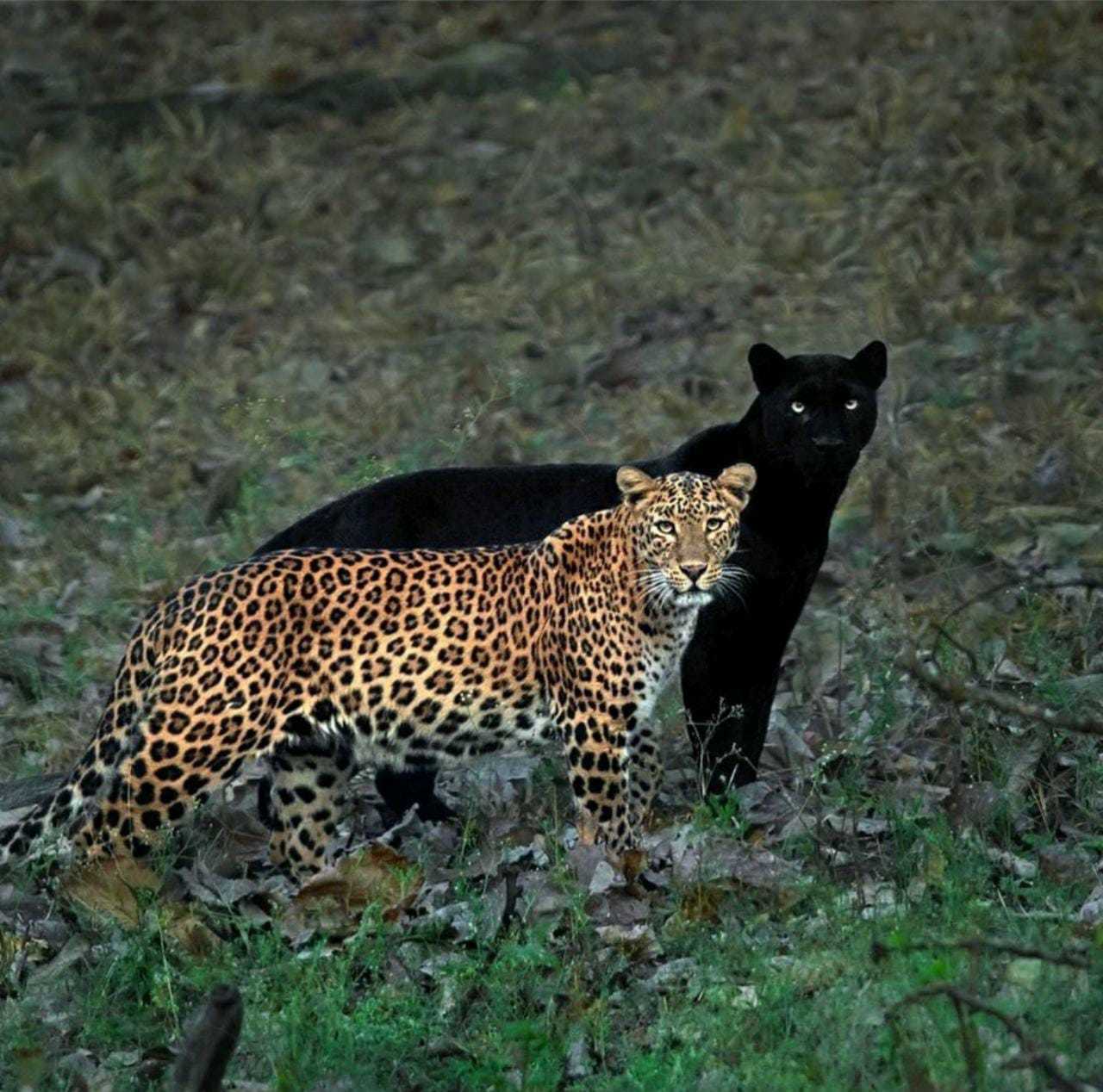 Leopard Cleopatra and her Shadow - Animals, Nature, Leopard, Pair, Shadow, Big cats, The photo, Black Panther