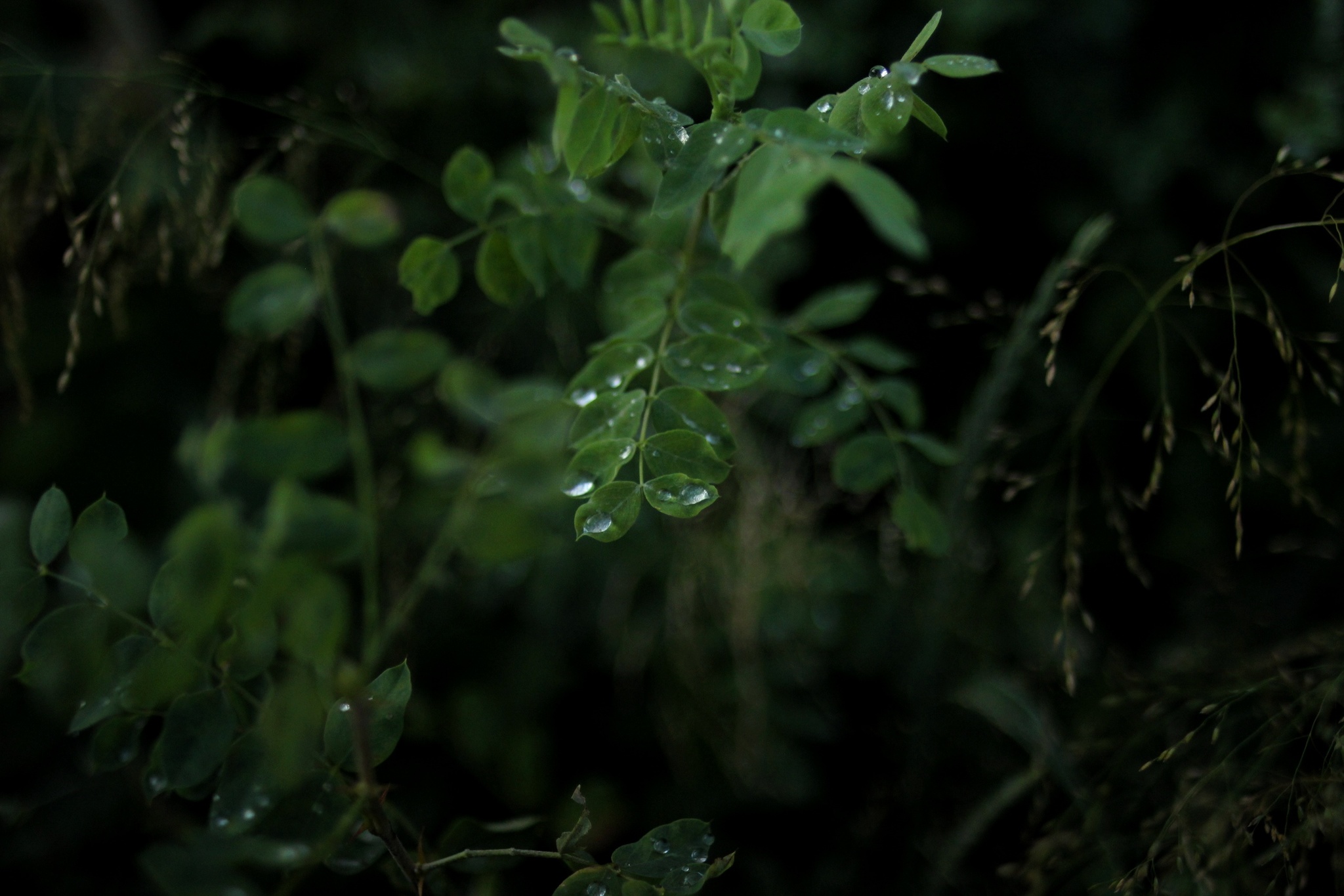 After the rain - My, Leaves, Drops, Rain, Nature, Greenery, The photo, Longpost