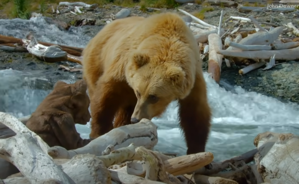 The she-bear didn't figure out the little spy... - The Bears, Grizzly, Young, Robot, wildlife, Fishing, The national geographic, Alaska, Video, Longpost