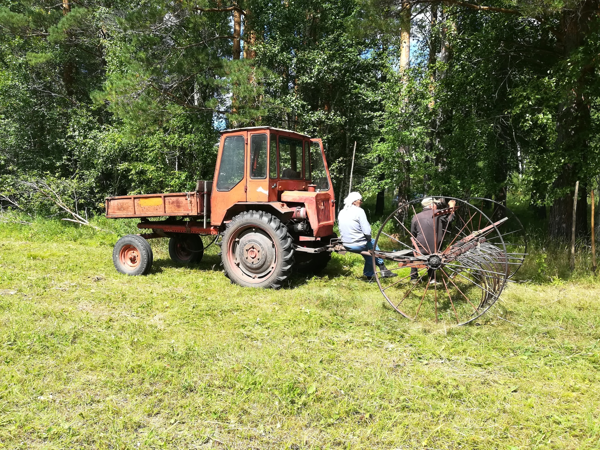 Last mowing - My, Summer, Mowing, Mushrooms, Nature, Longpost