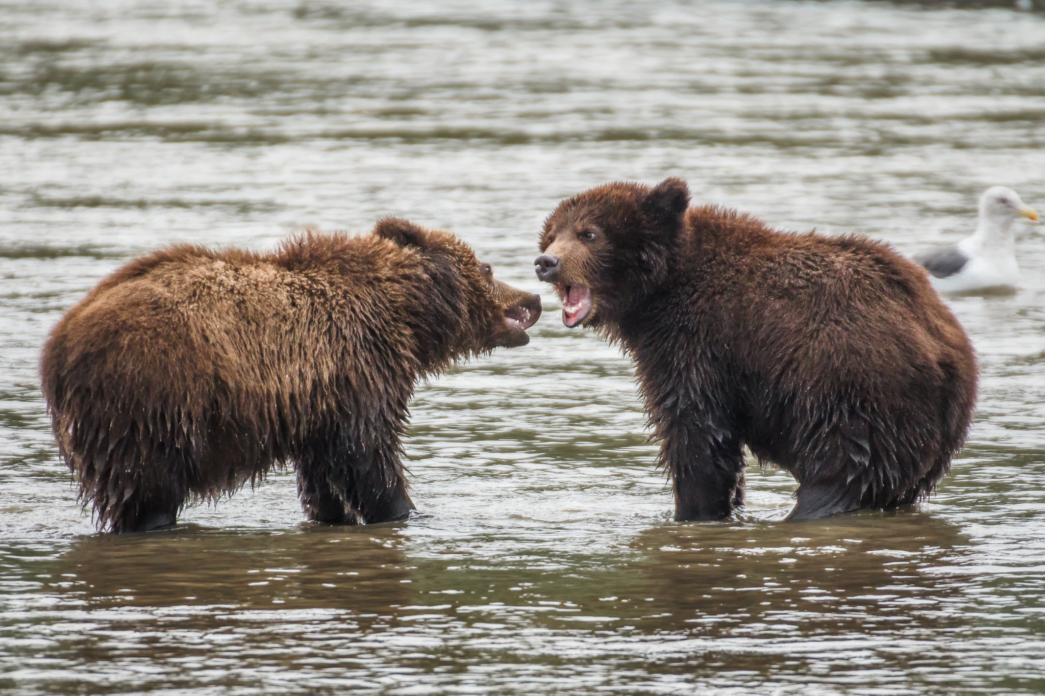 Our song will be heard by thousands of eyes, our photo will be bought by hundreds of hands - The Bears, Brown bears, Kamchatka, Reserves and sanctuaries, Kuril lake, The national geographic, The photo, Wild animals