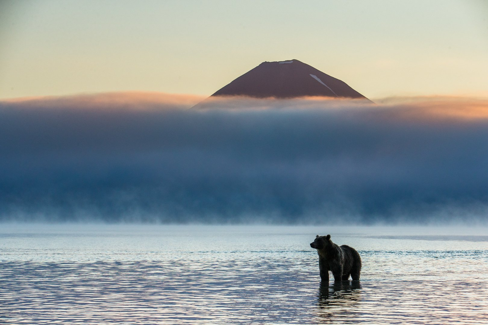 Fish, come... - The Bears, Brown bears, Kamchatka, Reserves and sanctuaries, Kuril lake, The national geographic, The photo