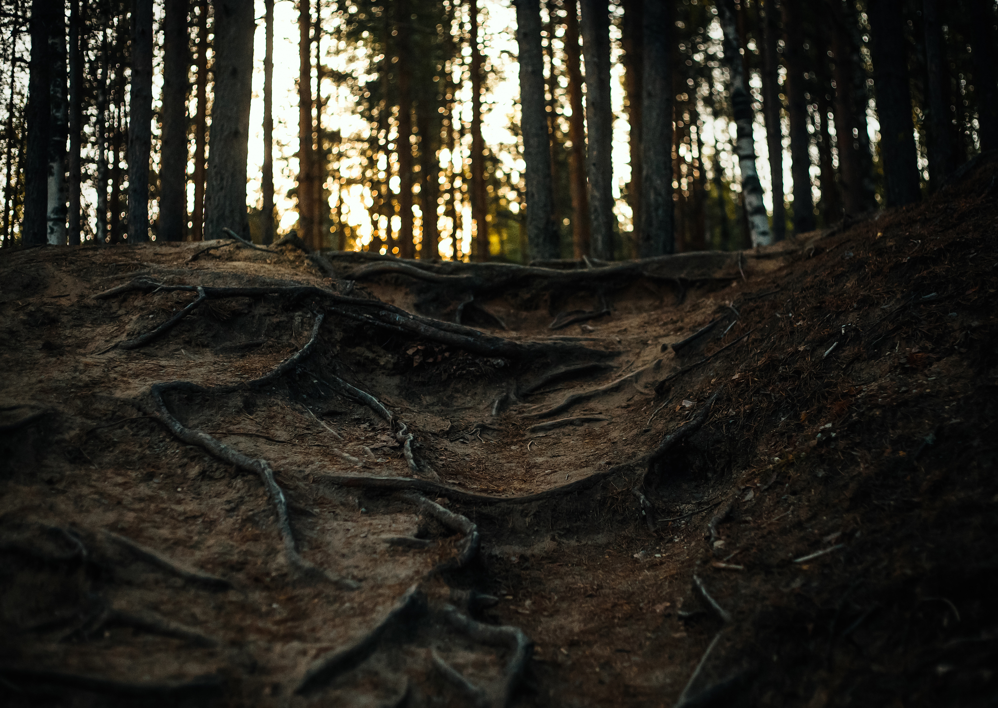 Textures of Karelia - My, The photo, Canon, Nature, Longpost, Карелия