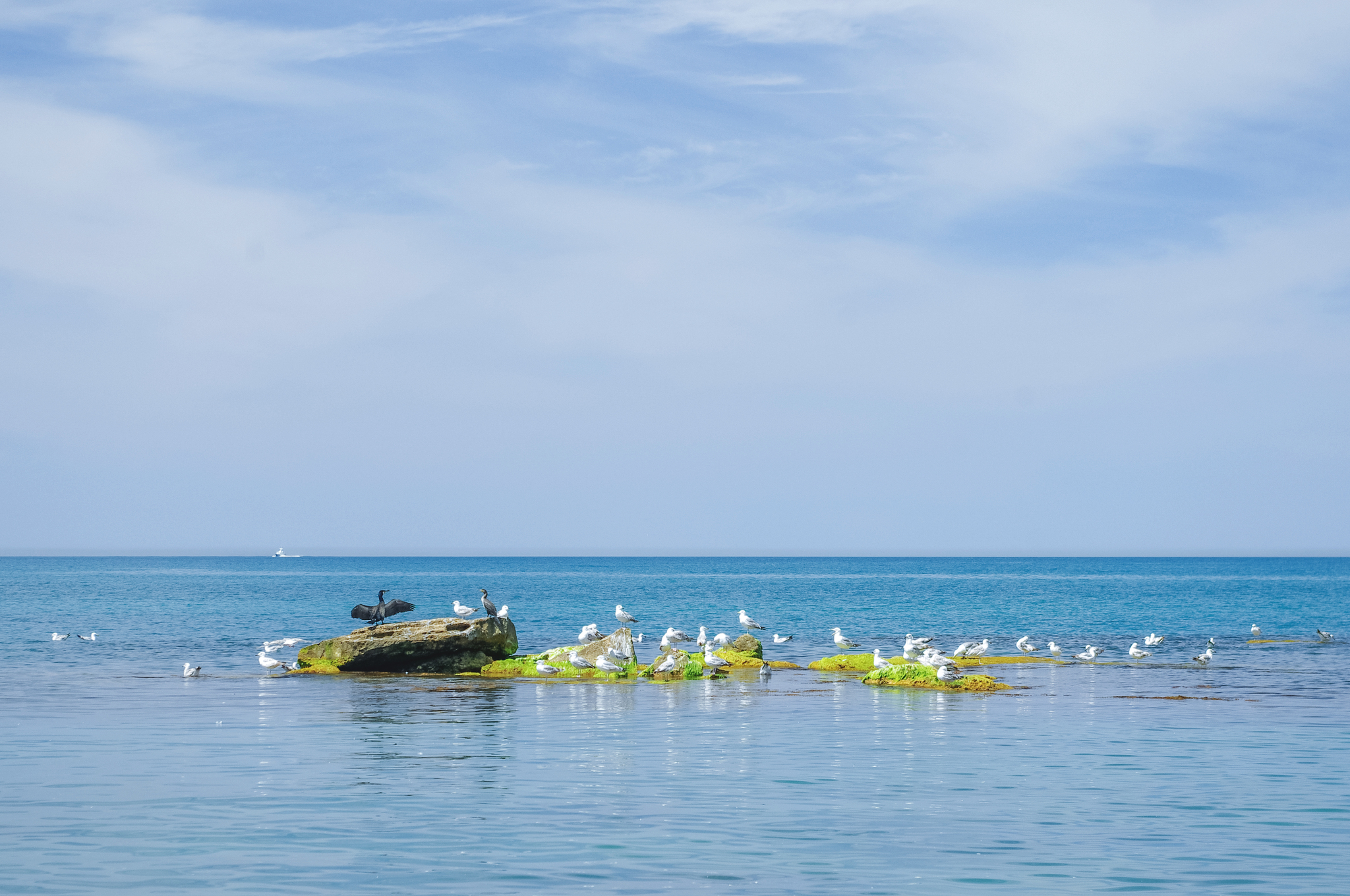 Cormorant tales - My, Crimea, Cormorants, Fishermen, The photo, Black Sea, Birds, Kacha, Nature