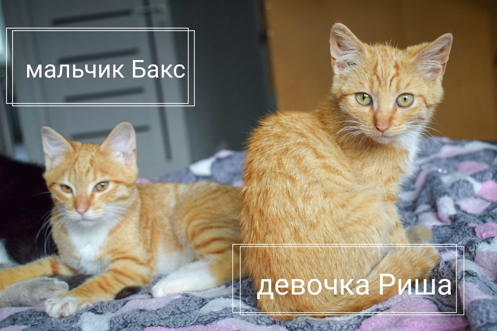 Котята, которые жили в клумбе возле опасного перекрёстка, ищут дом - Моё, Котята, Кот, Санкт-Петербург, Ленинградская область, Домашние животные, Рыжие, Длиннопост