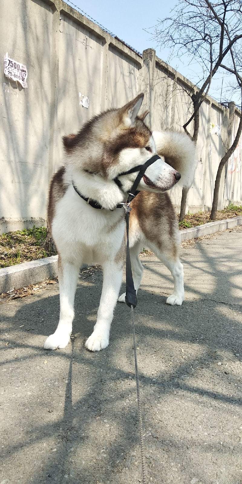 Who really needs a muzzle and a leash? - My, Alaskan Malamute, Dog, Walking, Muzzle, No muzzle, Opinion, Leash, Mat, Longpost