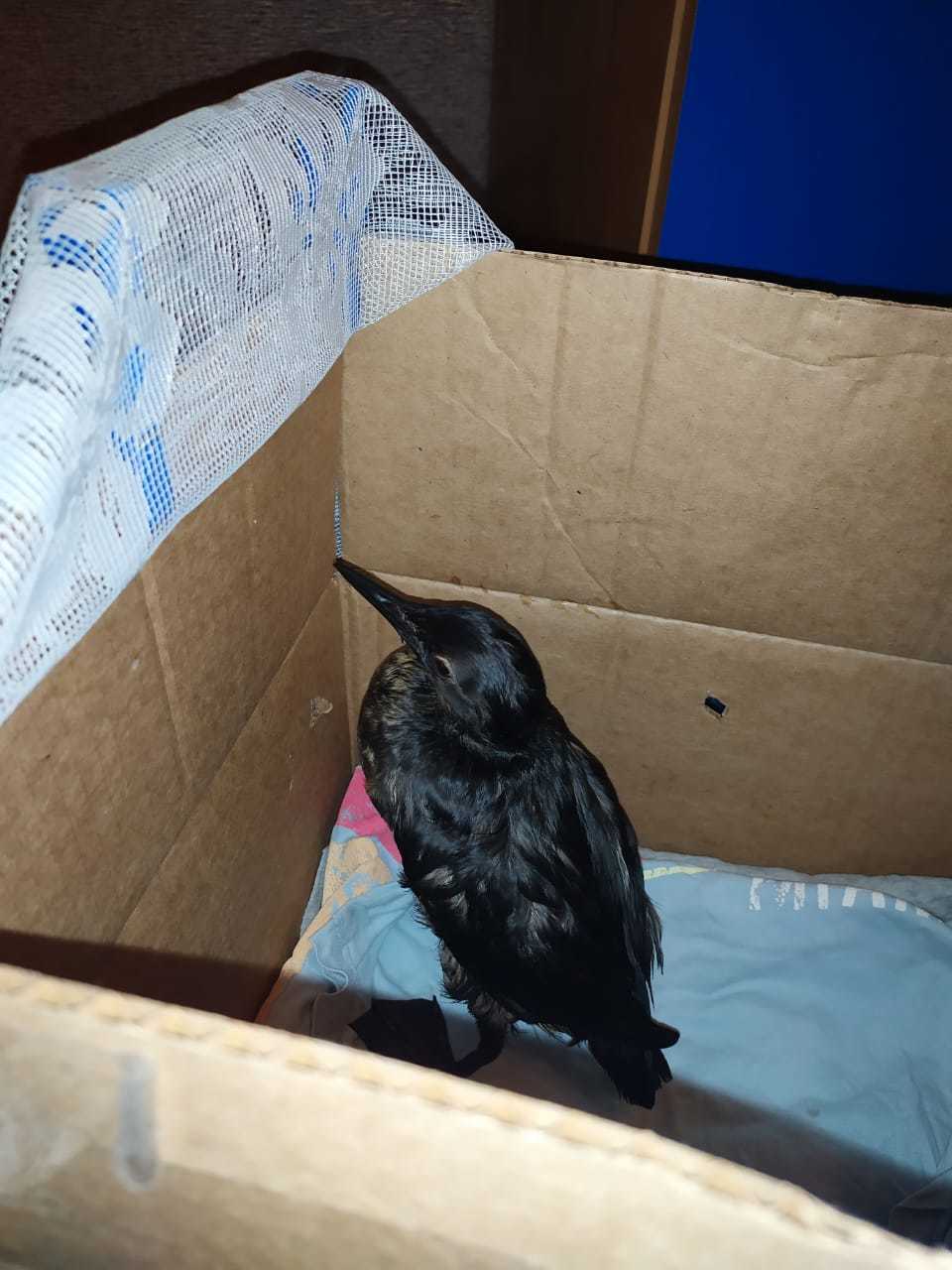 Help me identify the bird - My, Birds, Fuel oil, Longpost