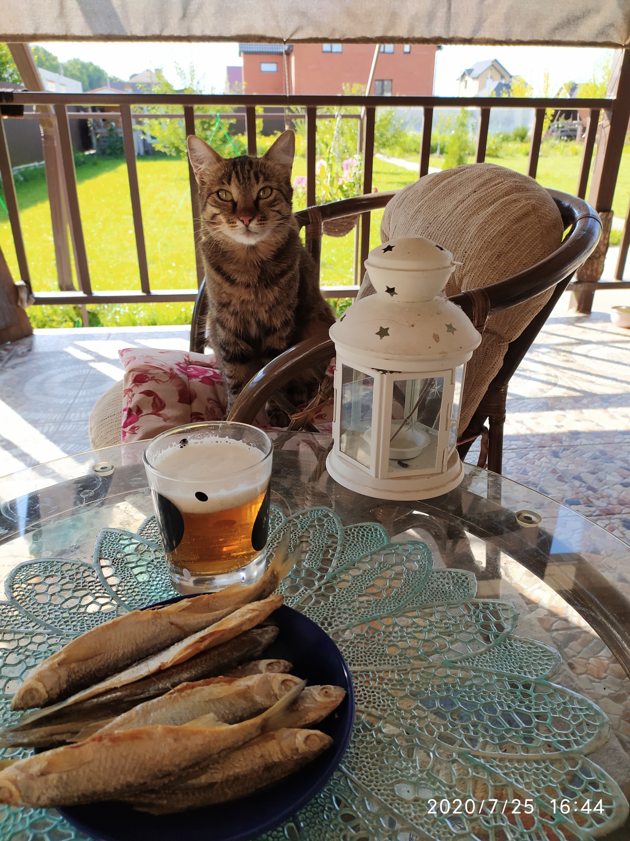 Here's a Friday cat with a lamp! - My, cat, Cat with lamp, Friday, Beer, Taranka