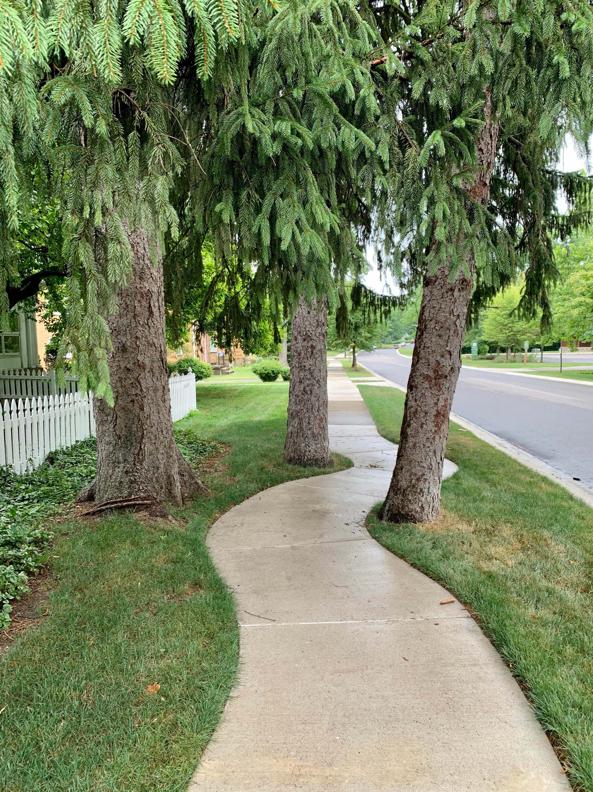 Pedestrian path as it should be - Pedestrian zone, Tree, Ecology