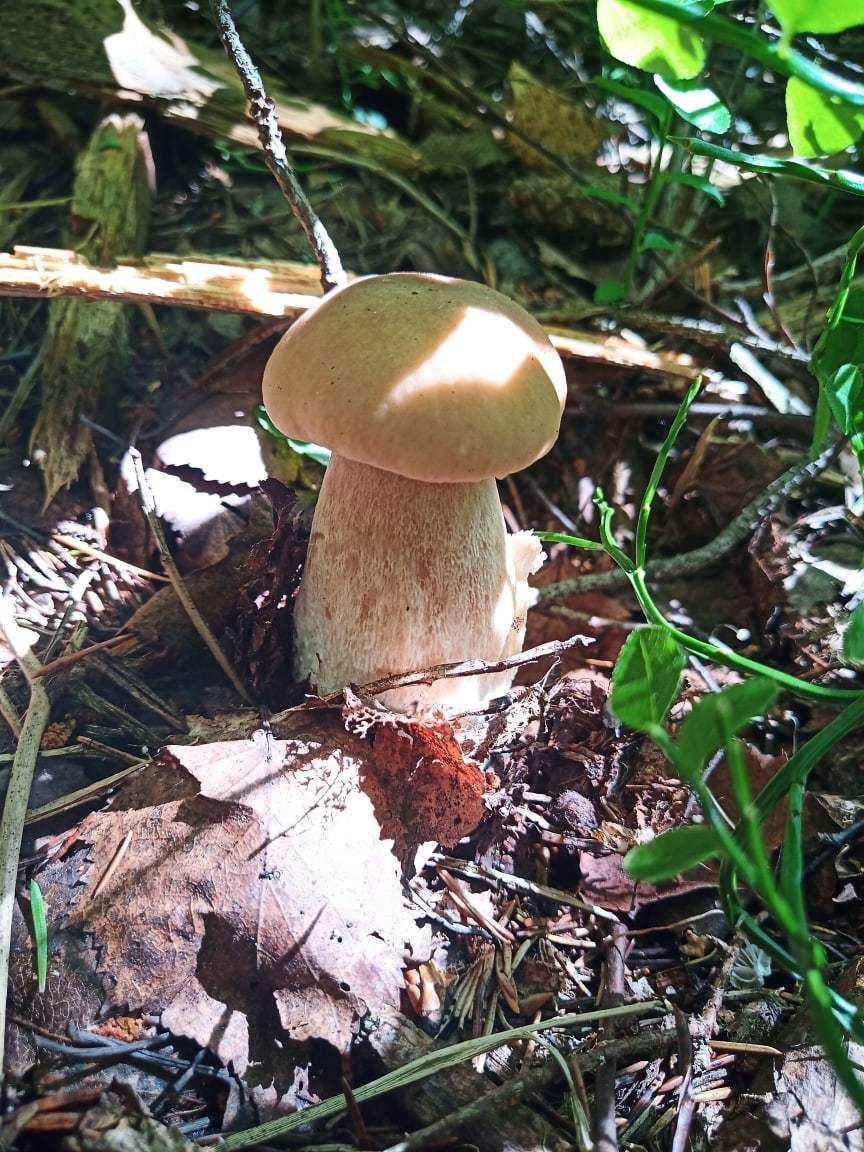 Today in the forest - My, Mushrooms, Forest, Longpost, The photo