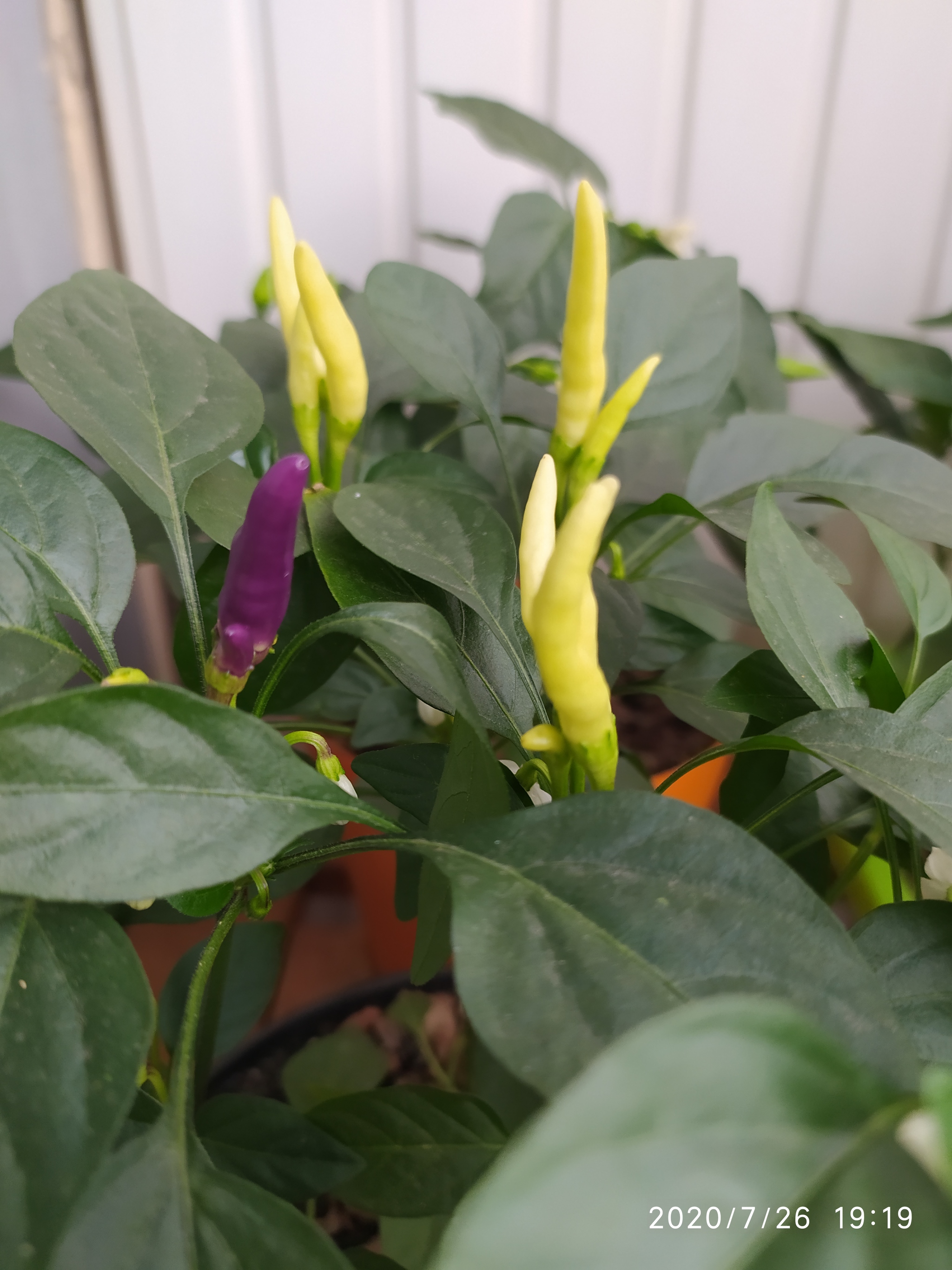 Pikabushniki, who knows what kind of peppers I grew? - My, Hot peppers, Houseplants, Longpost