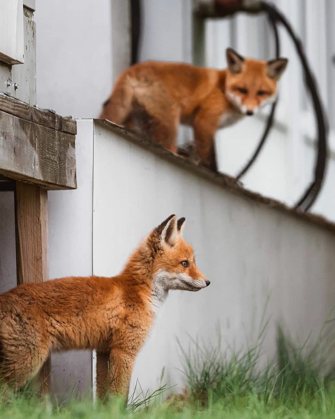 Foxes are having fun on someone else's property - Fox, Animals, Wild animals, Young, The photo, Longpost, Fox cubs