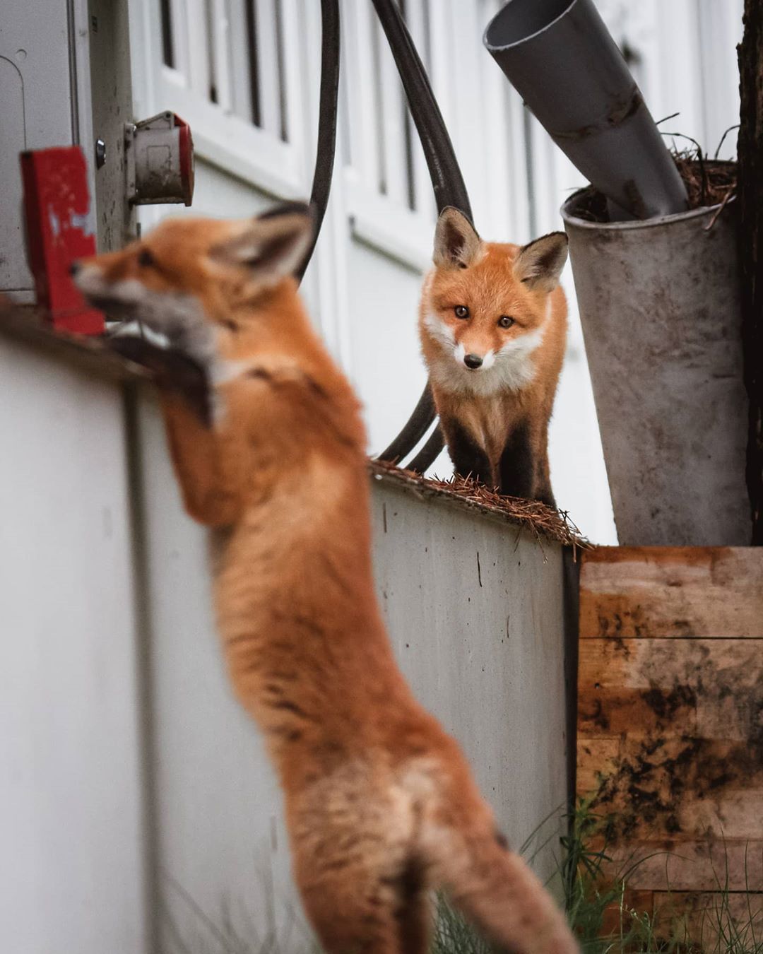 Foxes are having fun on someone else's property - Fox, Animals, Wild animals, Young, The photo, Longpost, Fox cubs