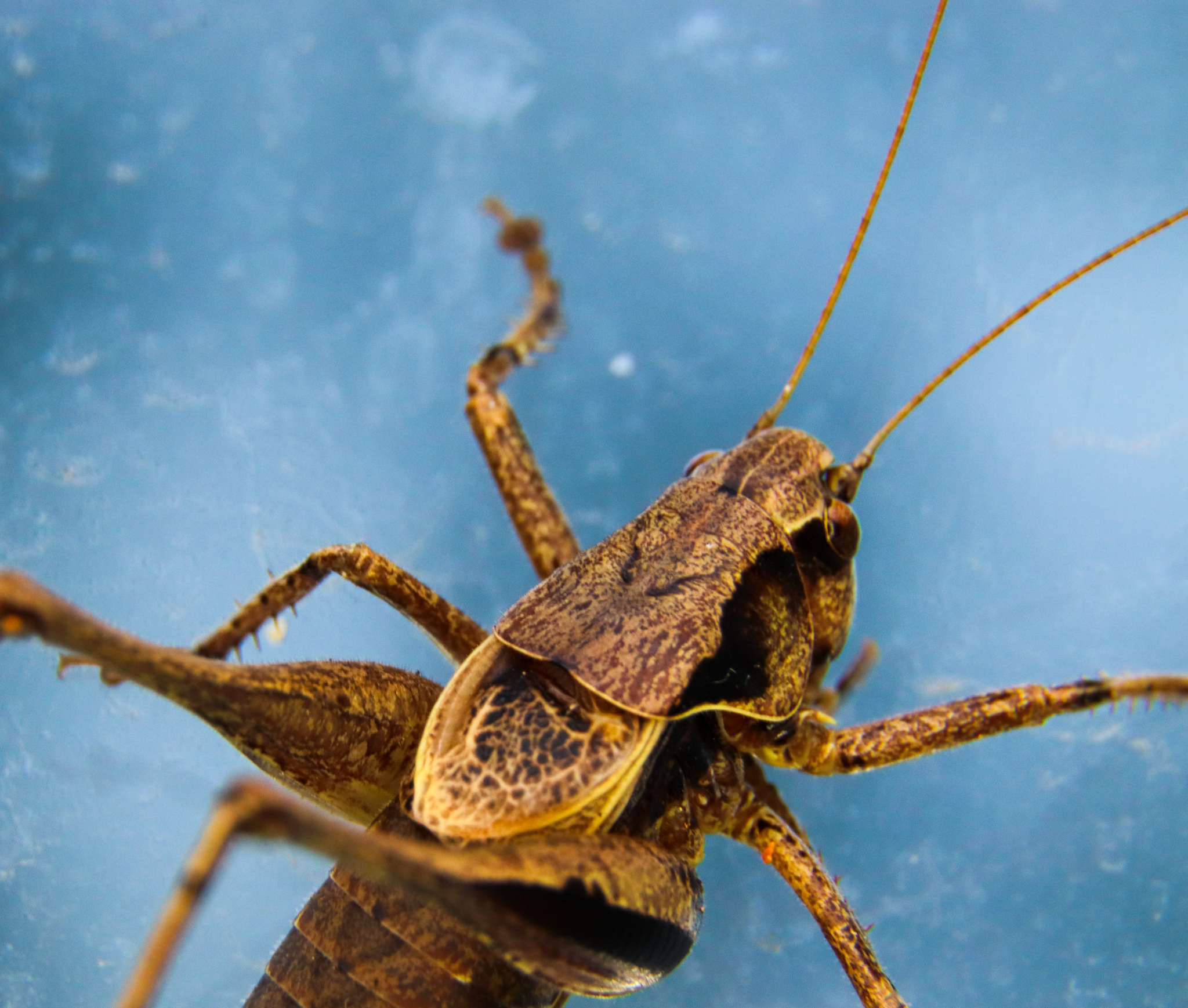 Just a cricket in macro - My, Macro, Macro photography, Crickets, Insects, The photo, Nature, Longpost