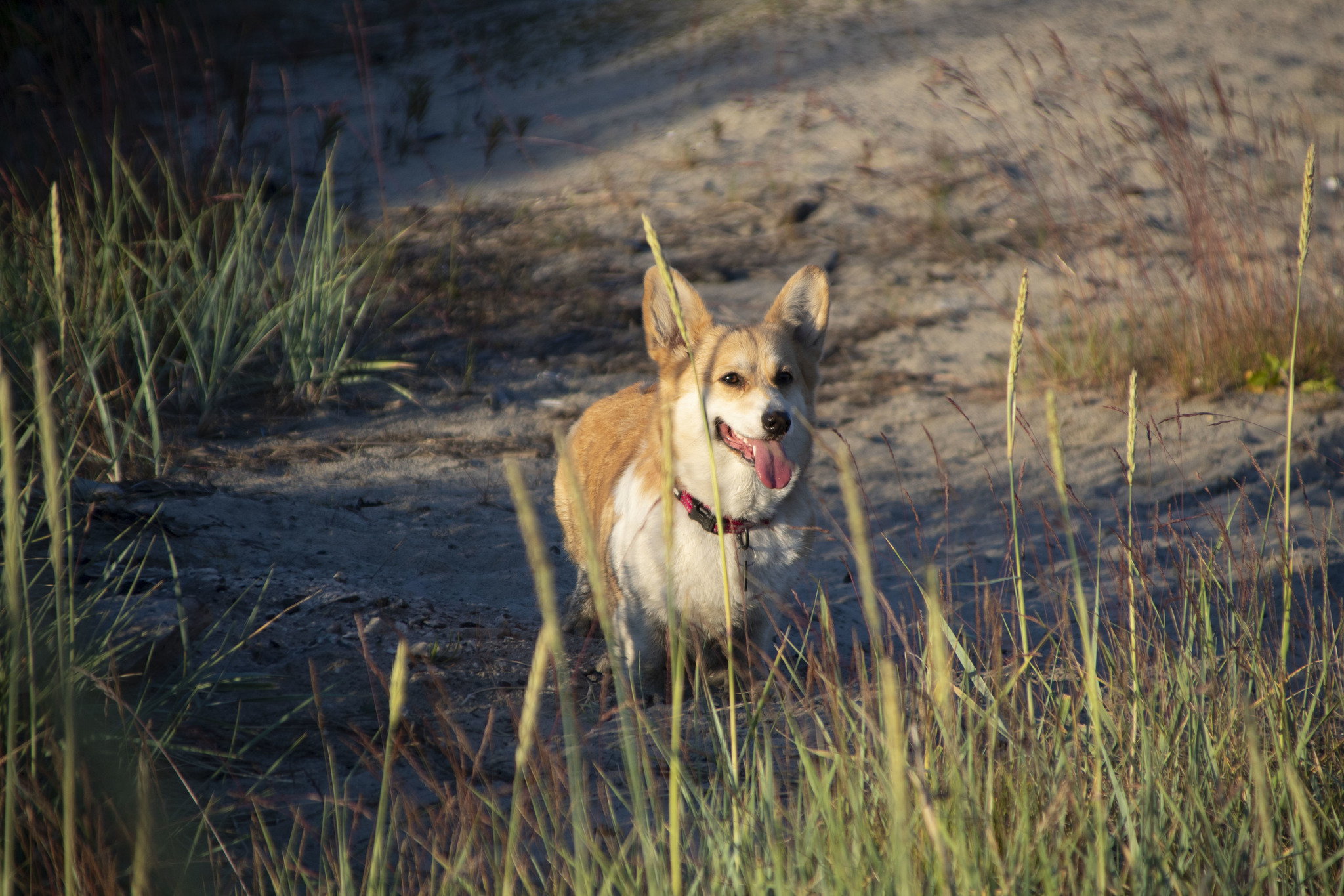 Summer in the city - My, Corgi, Dog, Polar day, Nature, Canon, The photo