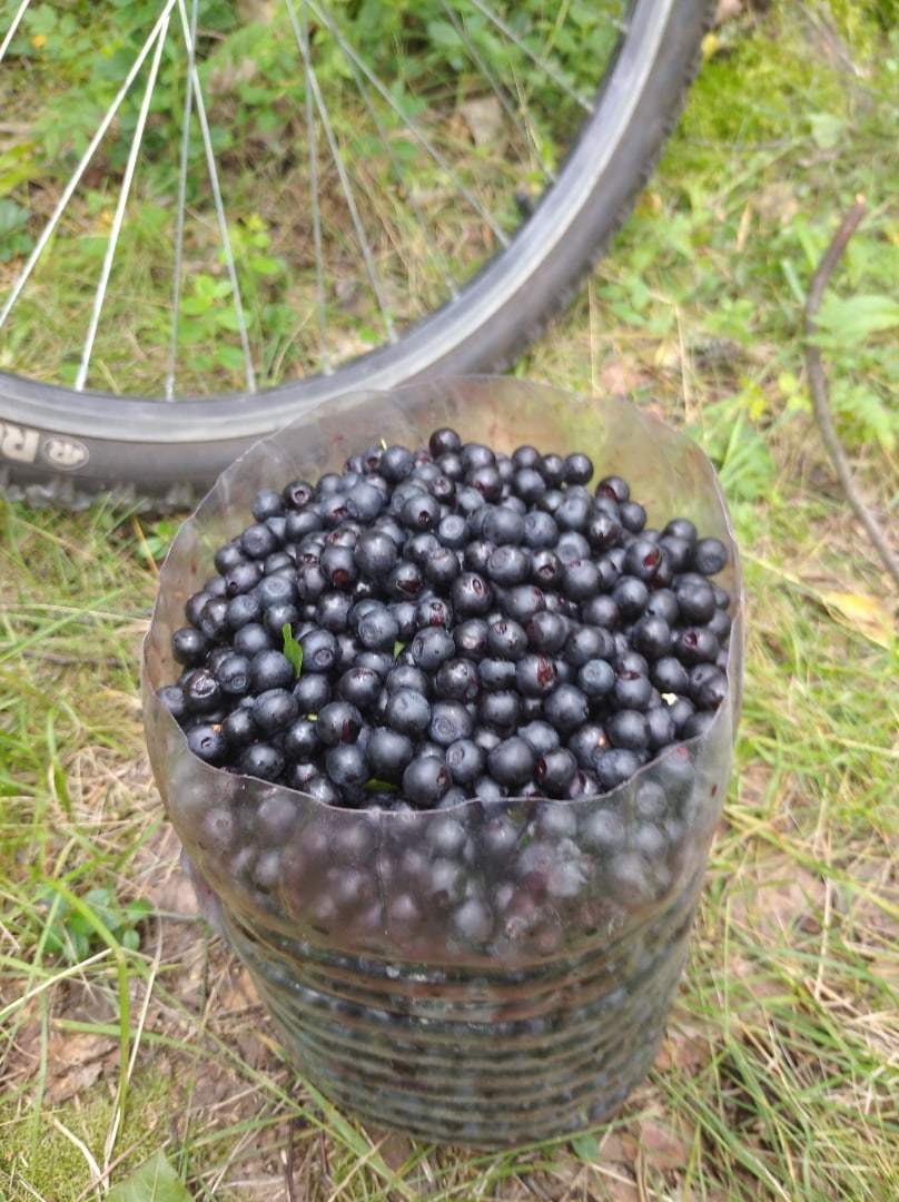 Red Bloody Sunday - My, Summer, Berries, Yummy, Longpost