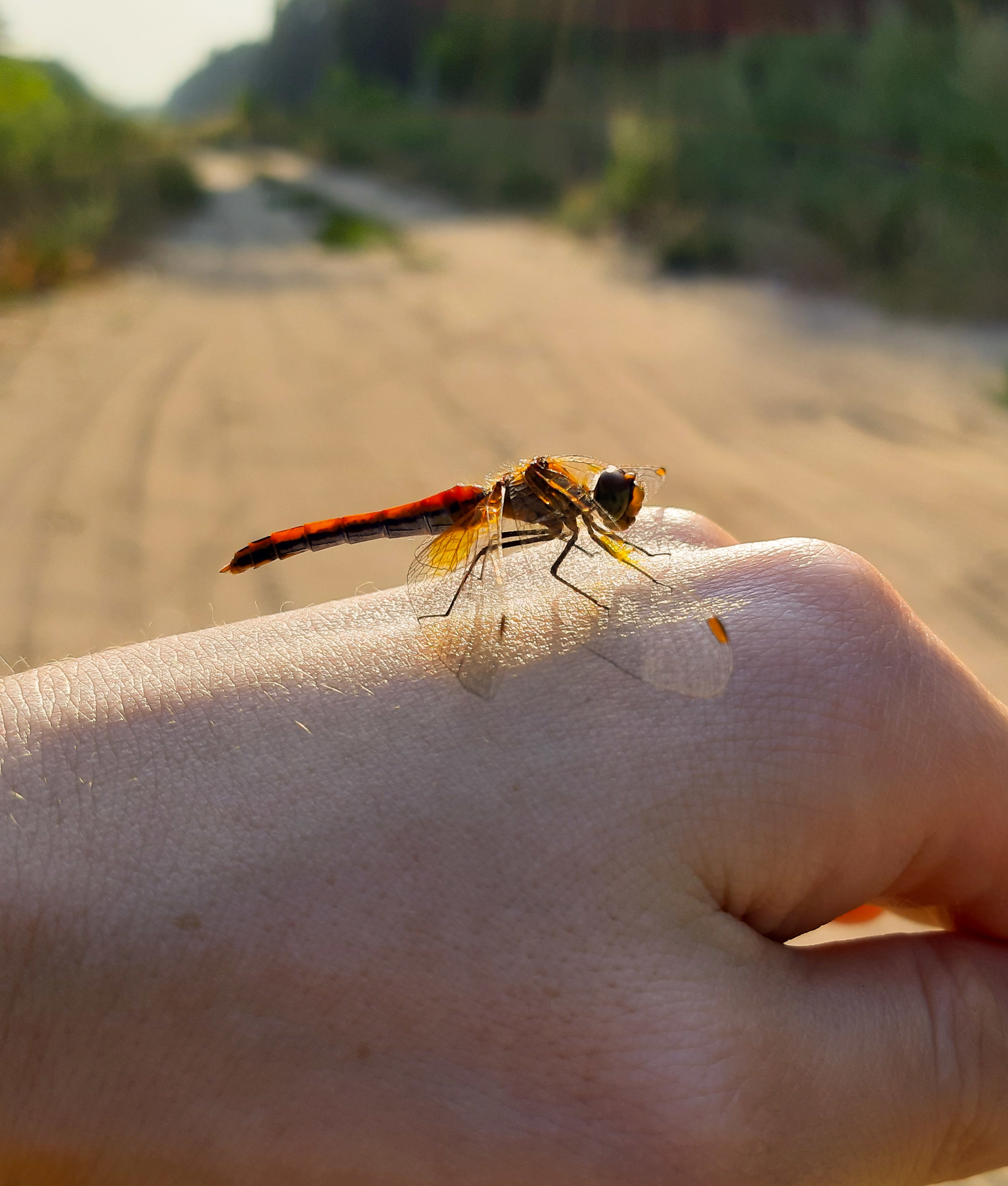 First foray into a forest within the city - My, Mound, Mobile photography, Walk, Nature, beauty of nature, Dragonfly, Beautiful, Longpost