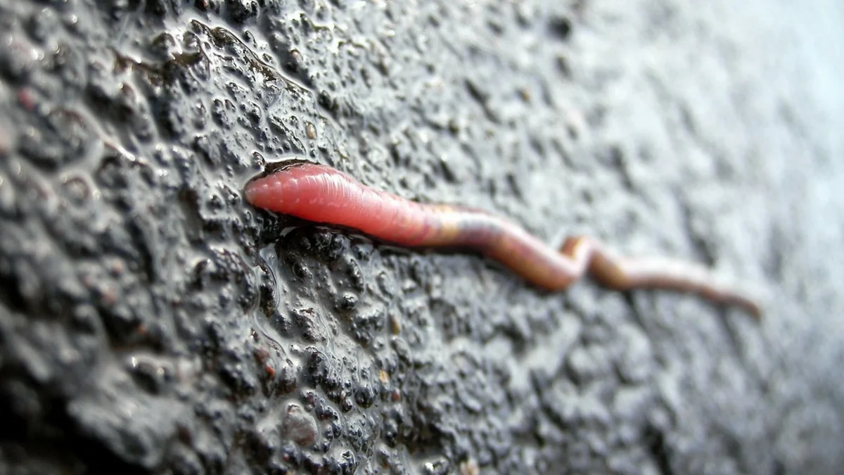 Зачем червяки вылезают на поверхность после дождя, если снаружи их ждёт  лишь смерть? | Пикабу