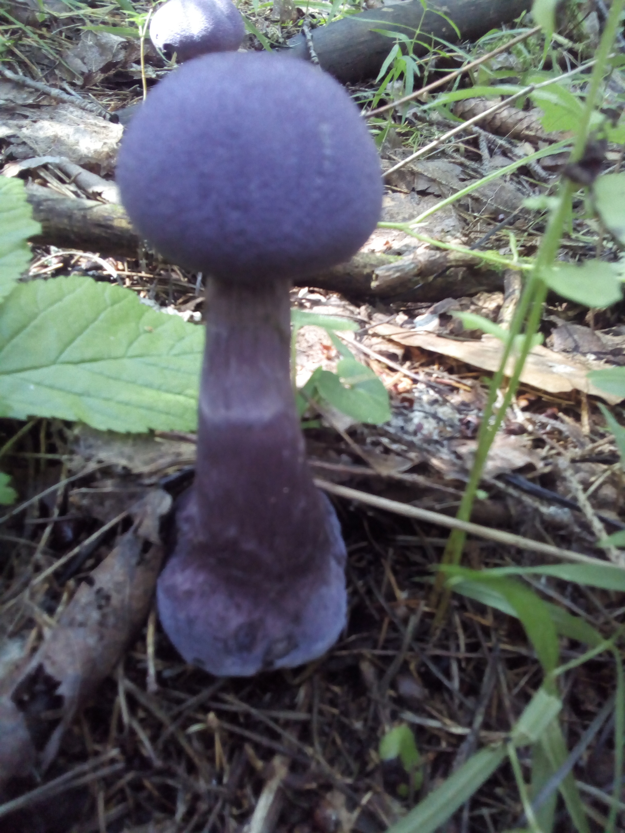 Фиолетовый гриб Архыз