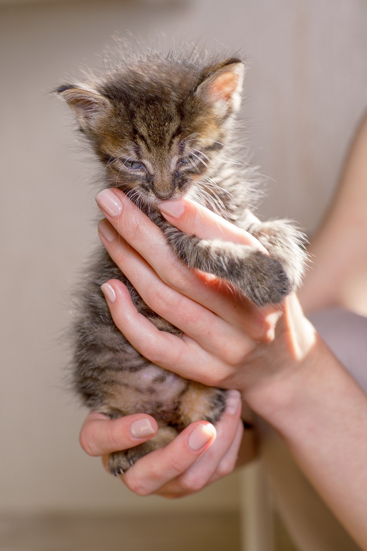 St. Petersburg: kittens are looking for a home - My, Kittens, In good hands, Saint Petersburg, Longpost, No rating, cat