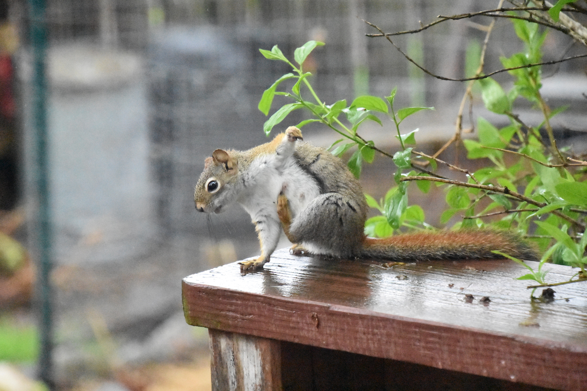 Almost Hoba! ) - My, Squirrel, Hoba