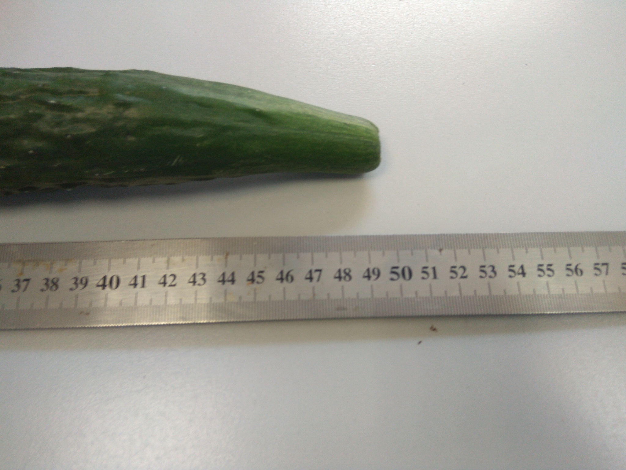 Standard pikabushnik cucumber - My, Cucumbers, 49 and 5, Harvest, Longpost