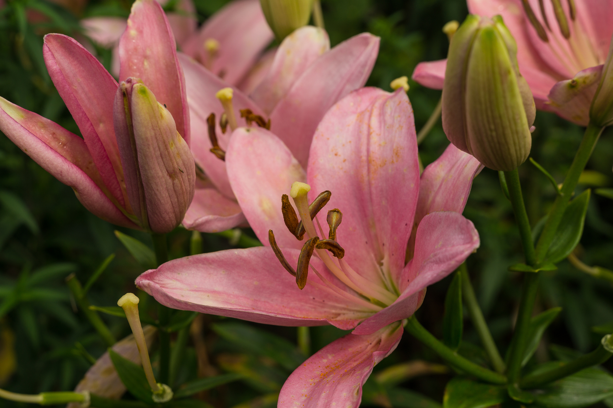 Country lilies, various - My, Lily, Flowers, Dacha, Longpost