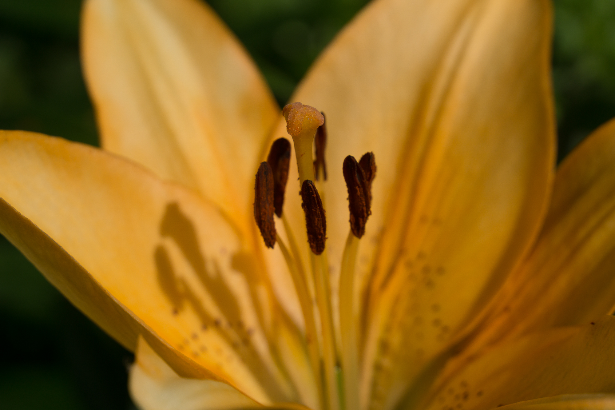 Country lilies, various - My, Lily, Flowers, Dacha, Longpost