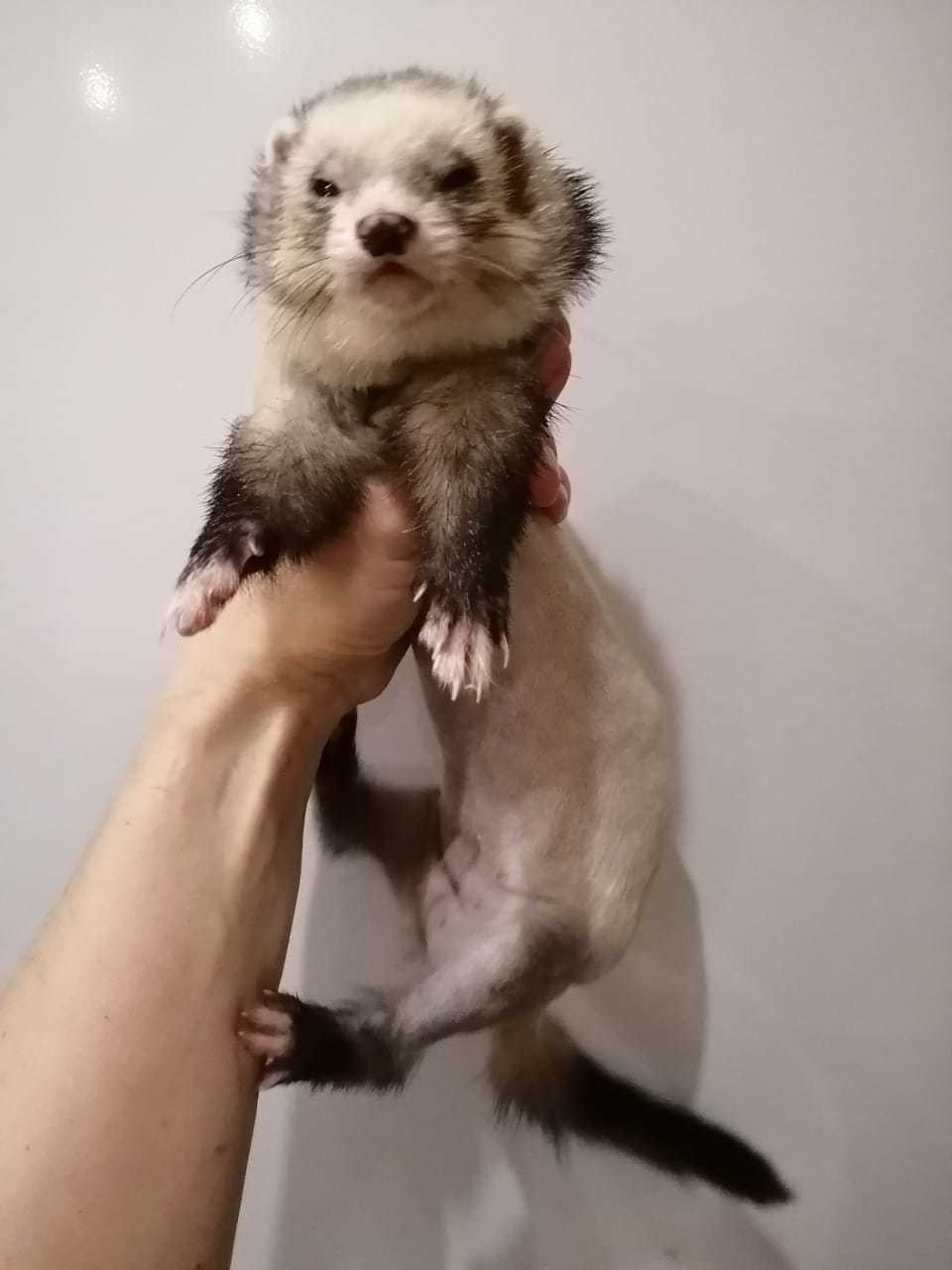 Charming Moon is in good hands! [Taken] - Ferret, Moscow, In good hands, Animal protection, No rating, Longpost, Moscow region