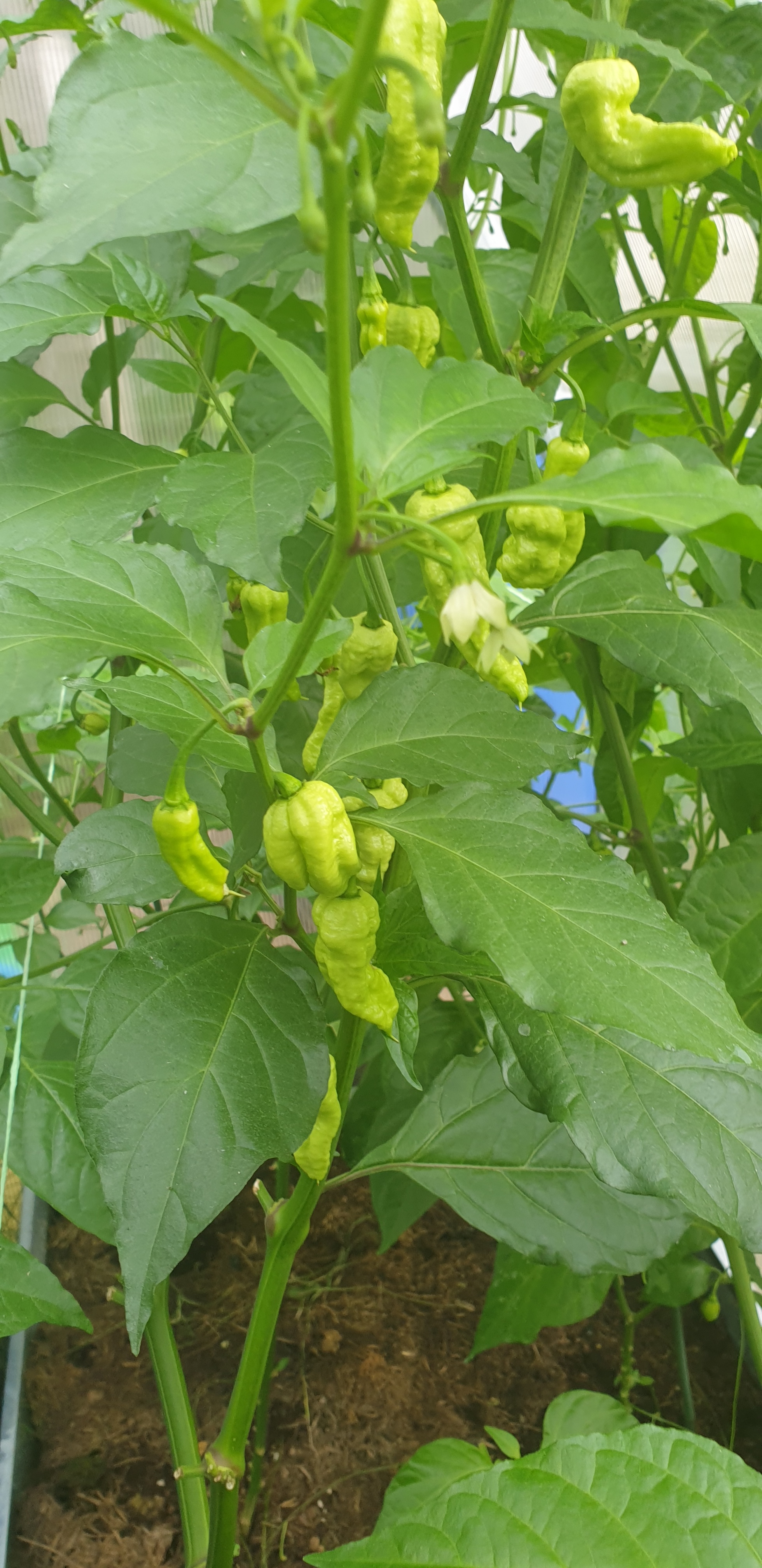 My first pepper season - My, Greenhouse, Chile, Capsaicin, Spicy sauce, Longpost