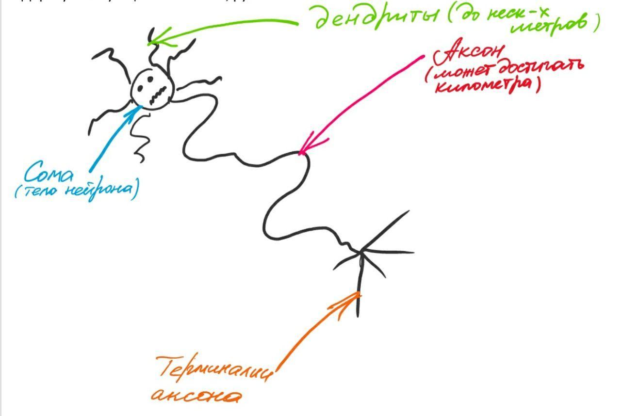 Нейробиология для чайников: нейрон - Моё, Мозг, Нейроны, Познавательно, Наука, Длиннопост