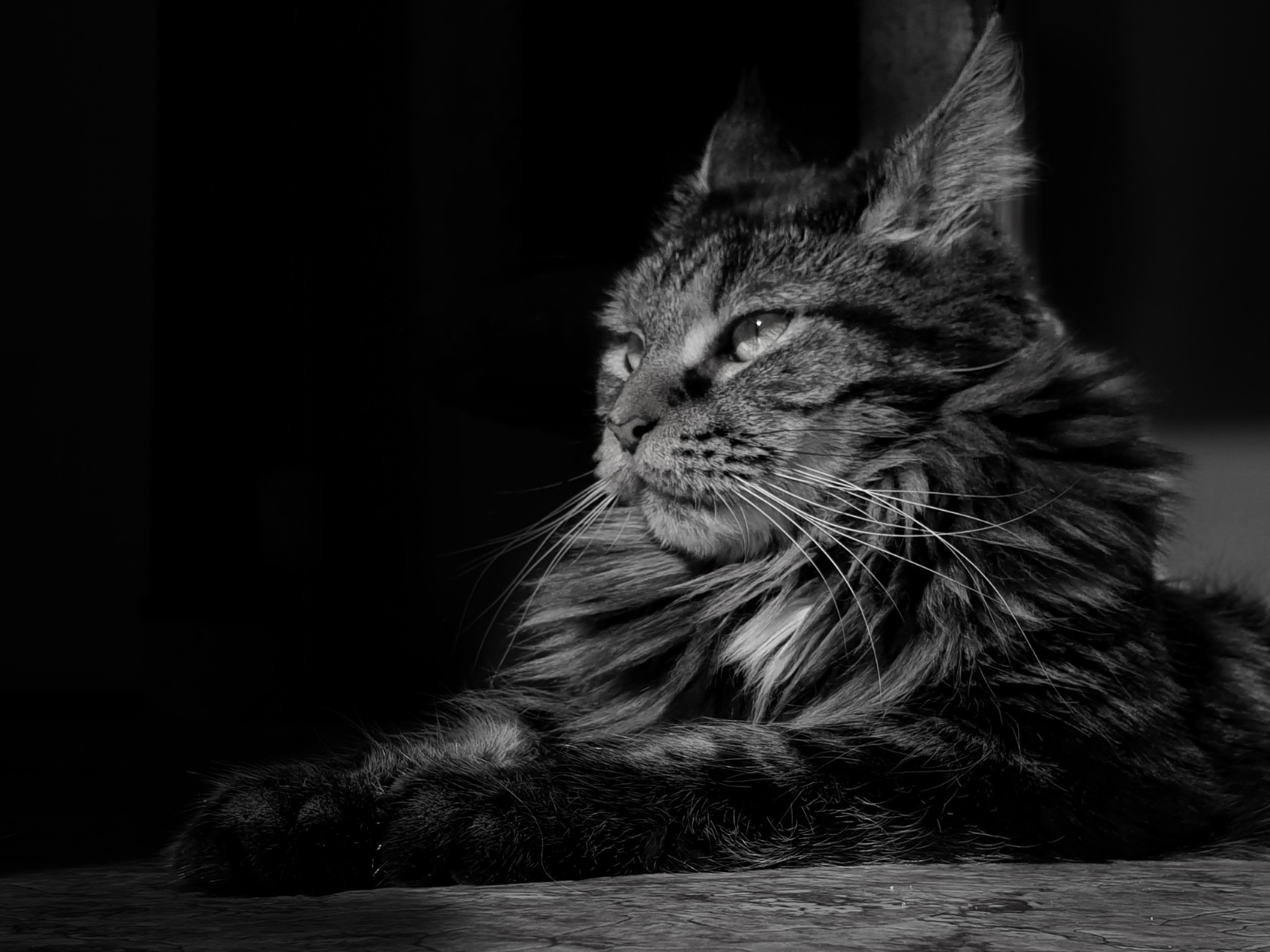 Just a Cat - My, Maine Coon, cat, Pets, Photo on sneaker