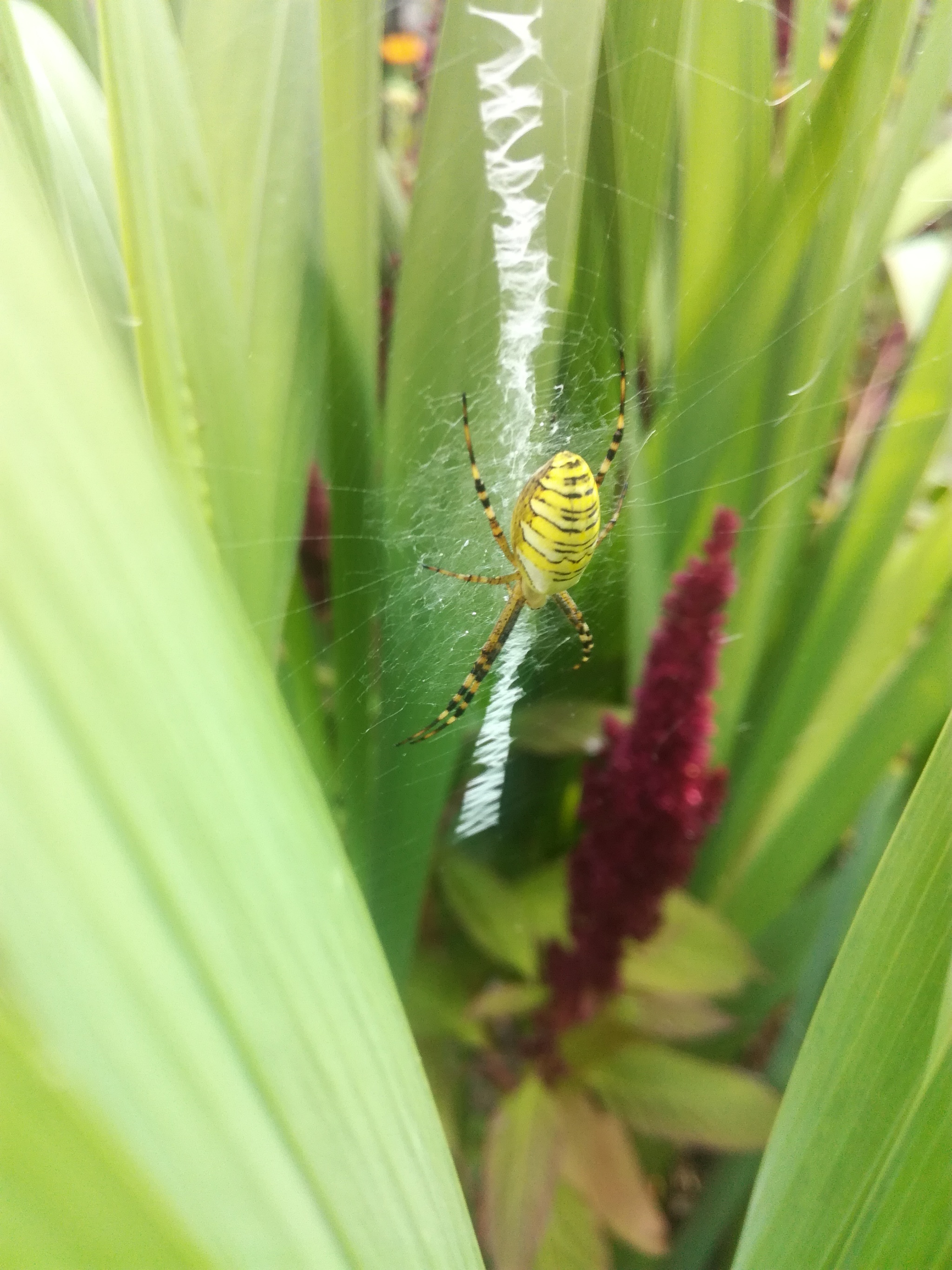 Spider - My, Spider, Web, Argiope, Argiope Brunnich