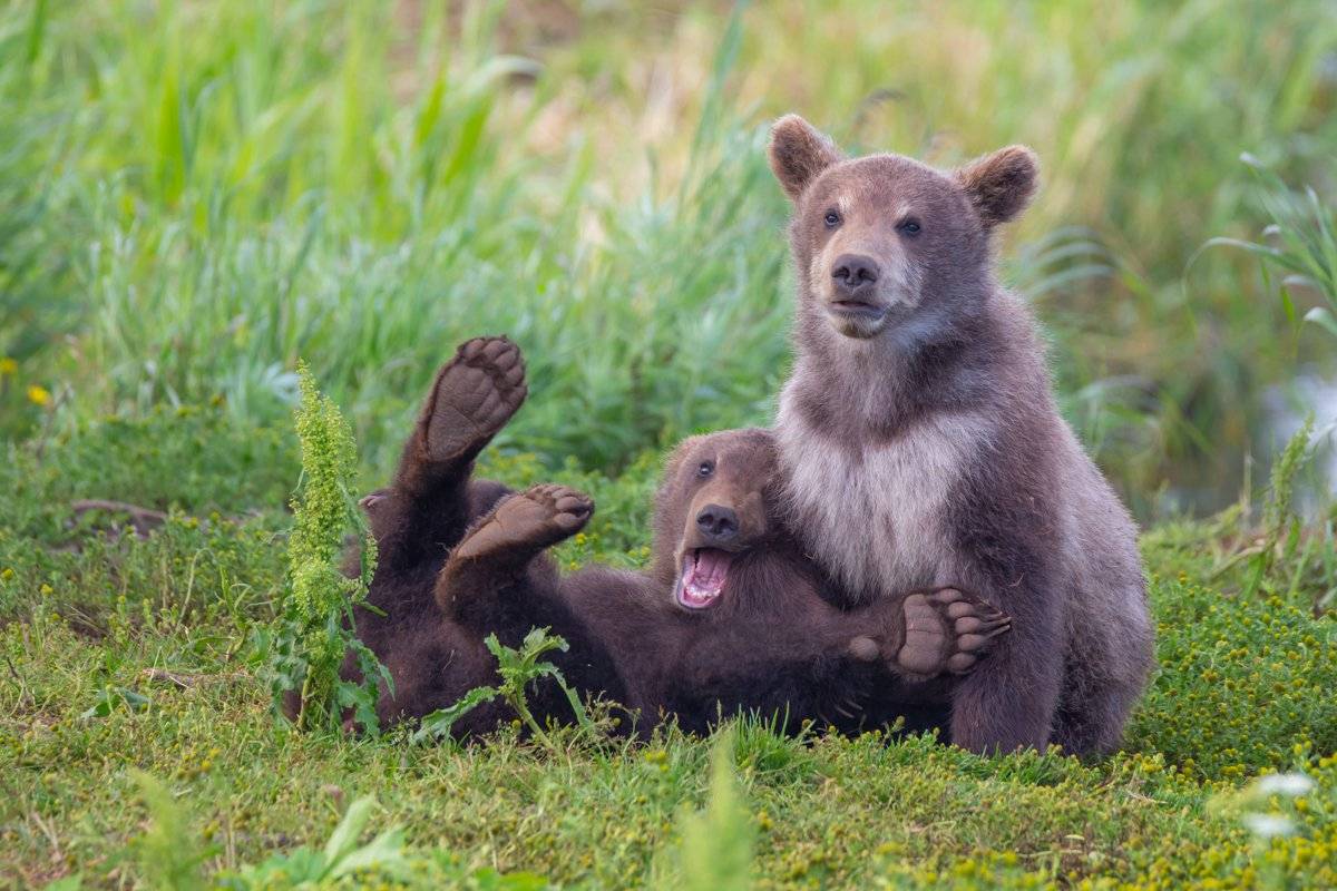 Cubs fuss while mom fishes) - The Bears, Young, Kamchatka, Kuril lake, The national geographic, The photo, Teddy bears