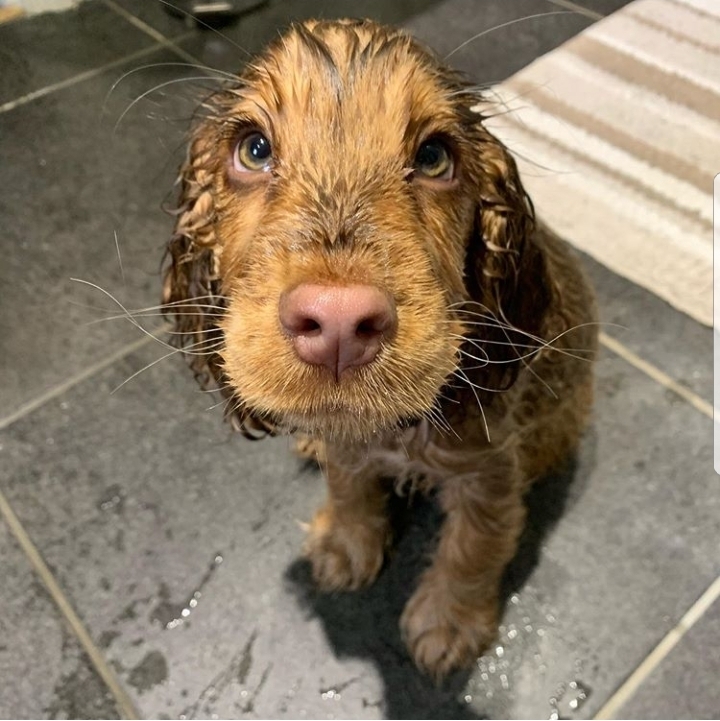 This beautiful look - Dog, Sight, Cocker Spaniel, Milota, Longpost