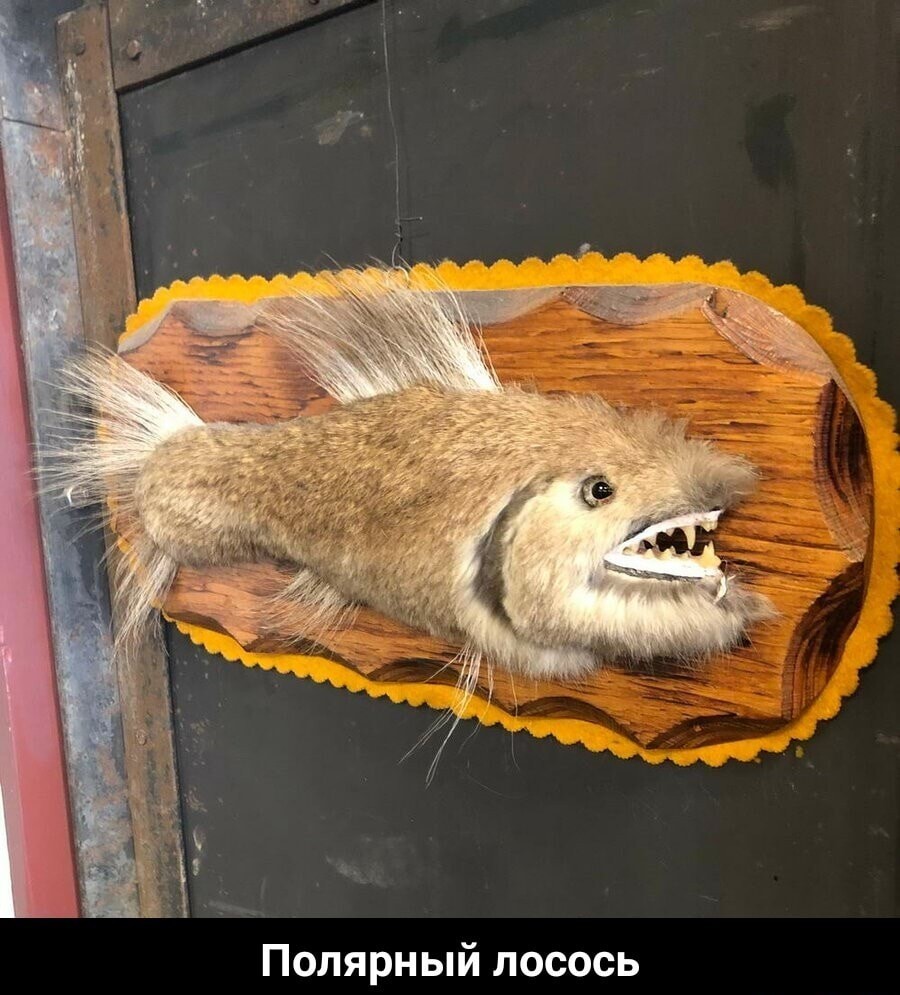 Note to ichthyologists - Humor, Taxidermy, Picture with text, A fish, Salmon