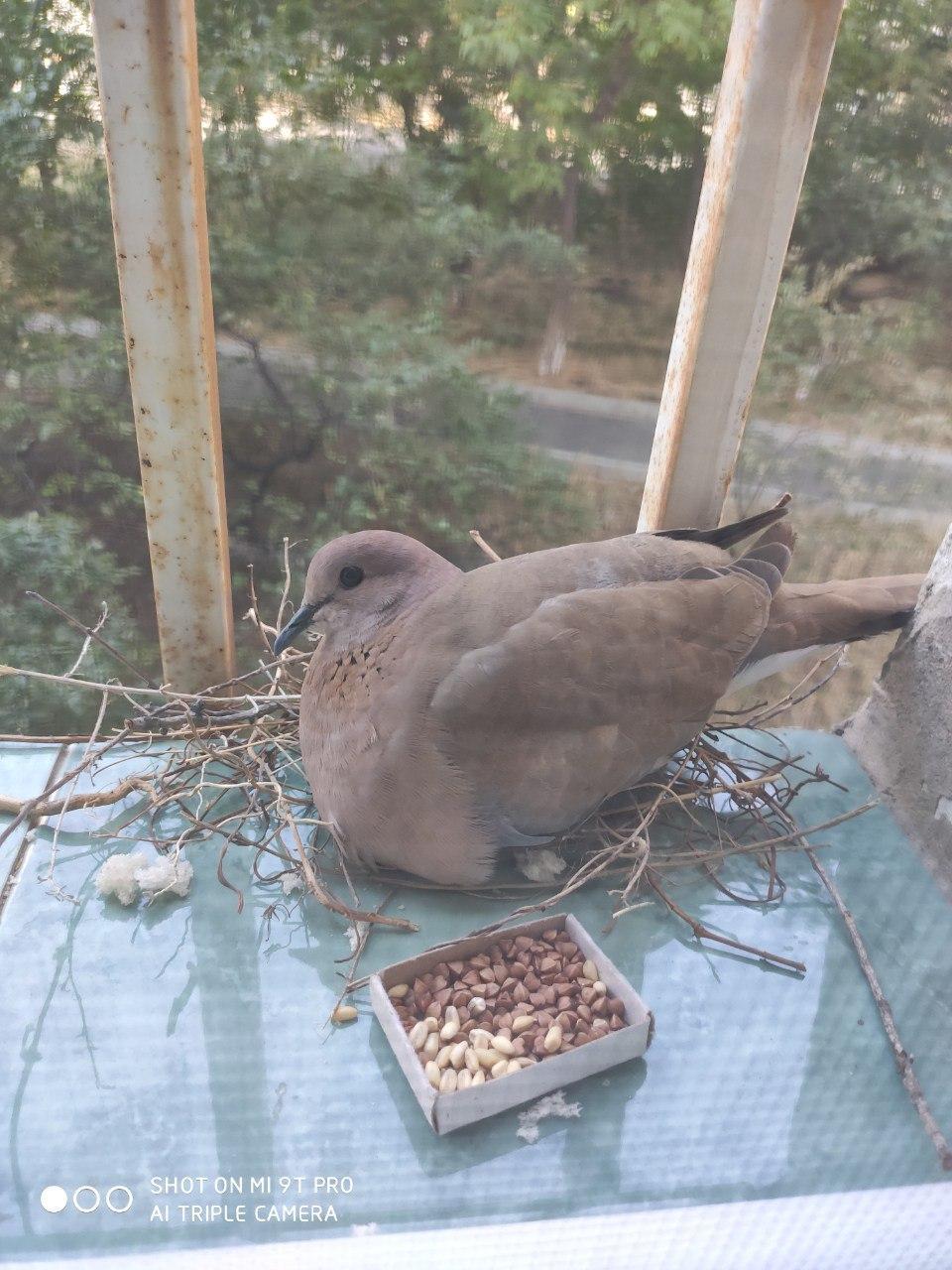 Such neighbors to everyone - My, Neighbours, Pigeon, Nest, Kindness, Video, Longpost